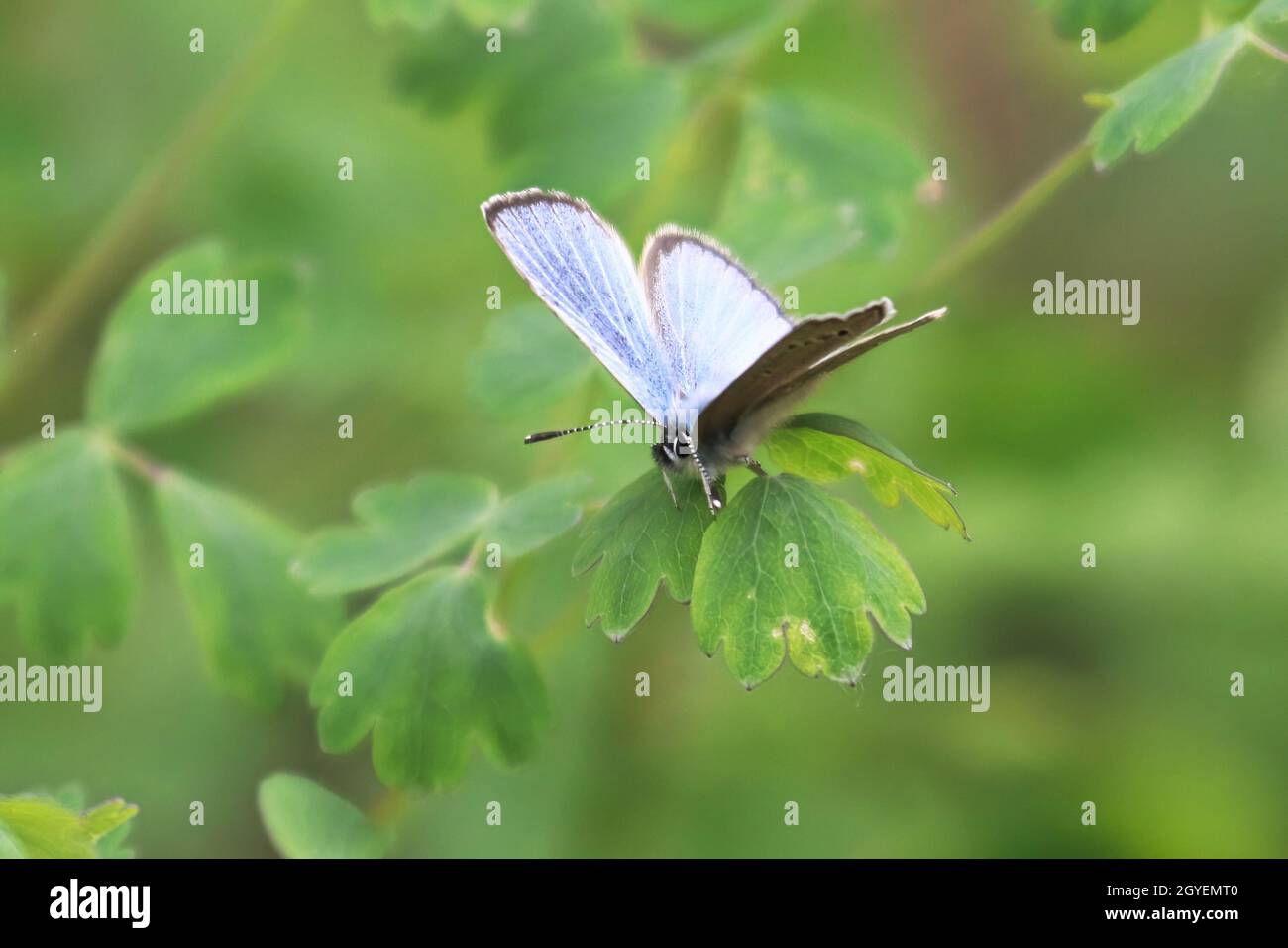 Primo piano di una farfalla argentata di Gossamer blu. Foto Stock