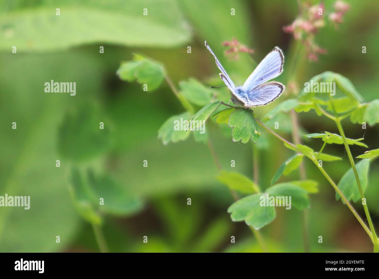 Primo piano di una farfalla argentata di Gossamer blu. Foto Stock