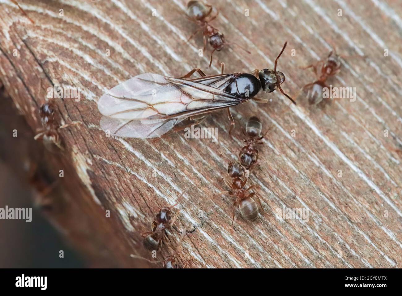 Macro del campo Colorado ANT regina emergente su legno. Foto Stock