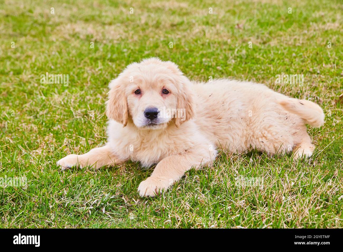 Cucciolo di goldendoodle più vecchio che riposa in erba Foto Stock Cucciolo di goldendoodle più vecchio che riposa in erba Foto Stock