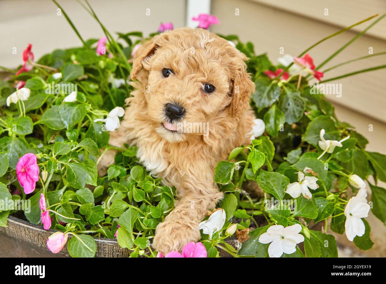 Marrone chiaro cucciolo Goldendoodle che riposa in piantatrice di fiori primaverili Foto Stock
