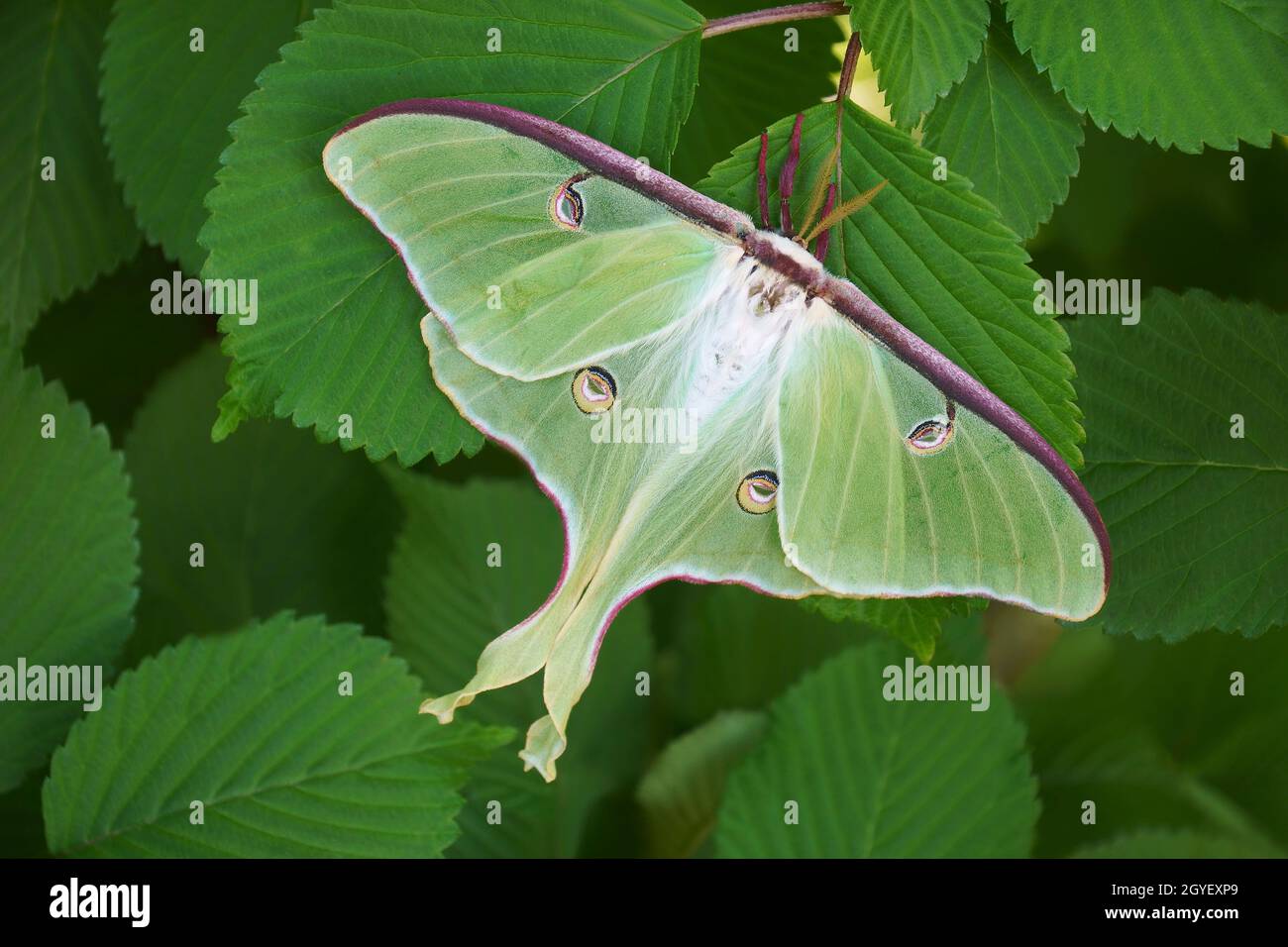 Luna Moth (Attias luna). Foto Stock