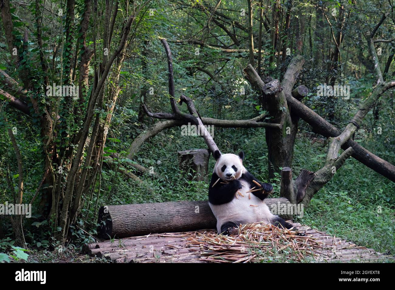 Panda gigante alla base di ricerca di allevamento, Chengdu, provincia di Sichuan, Cina Foto Stock