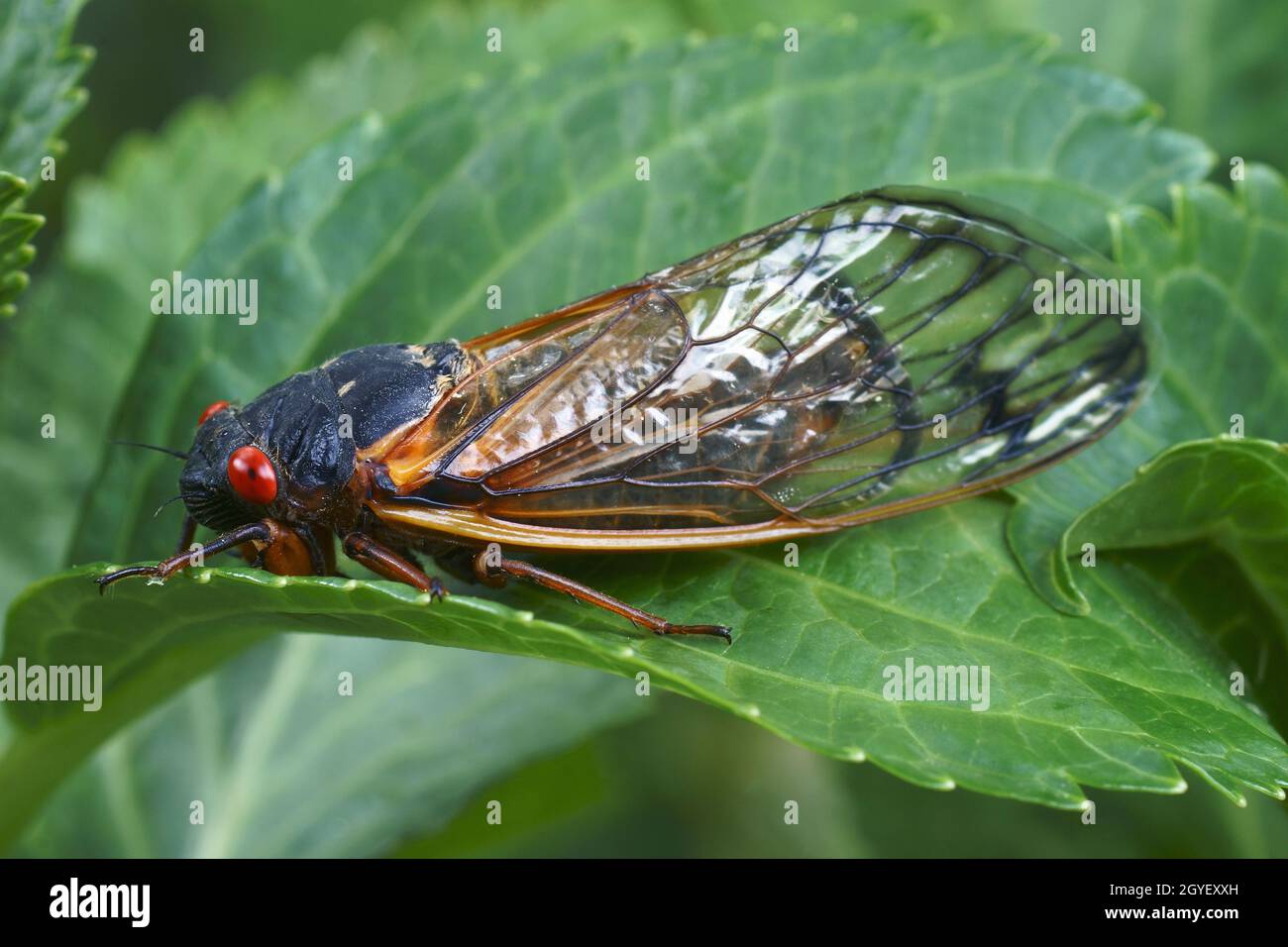 Faraone cicada (Magicada septendim). Chiamata 17-year locust anche. Foto Stock