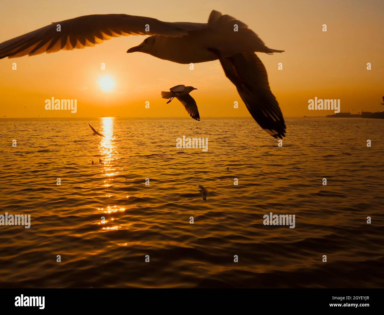 Tramonto Mare Bird Silhouette Sunset.Silhouette uccello volo fotografia Mare. Fotografia minima Foto Stock