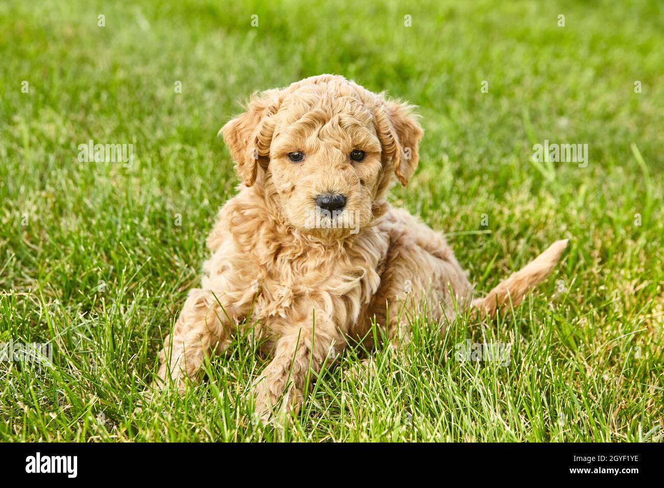 Goldendoodle cucciolo carino in prato verde Foto Stock