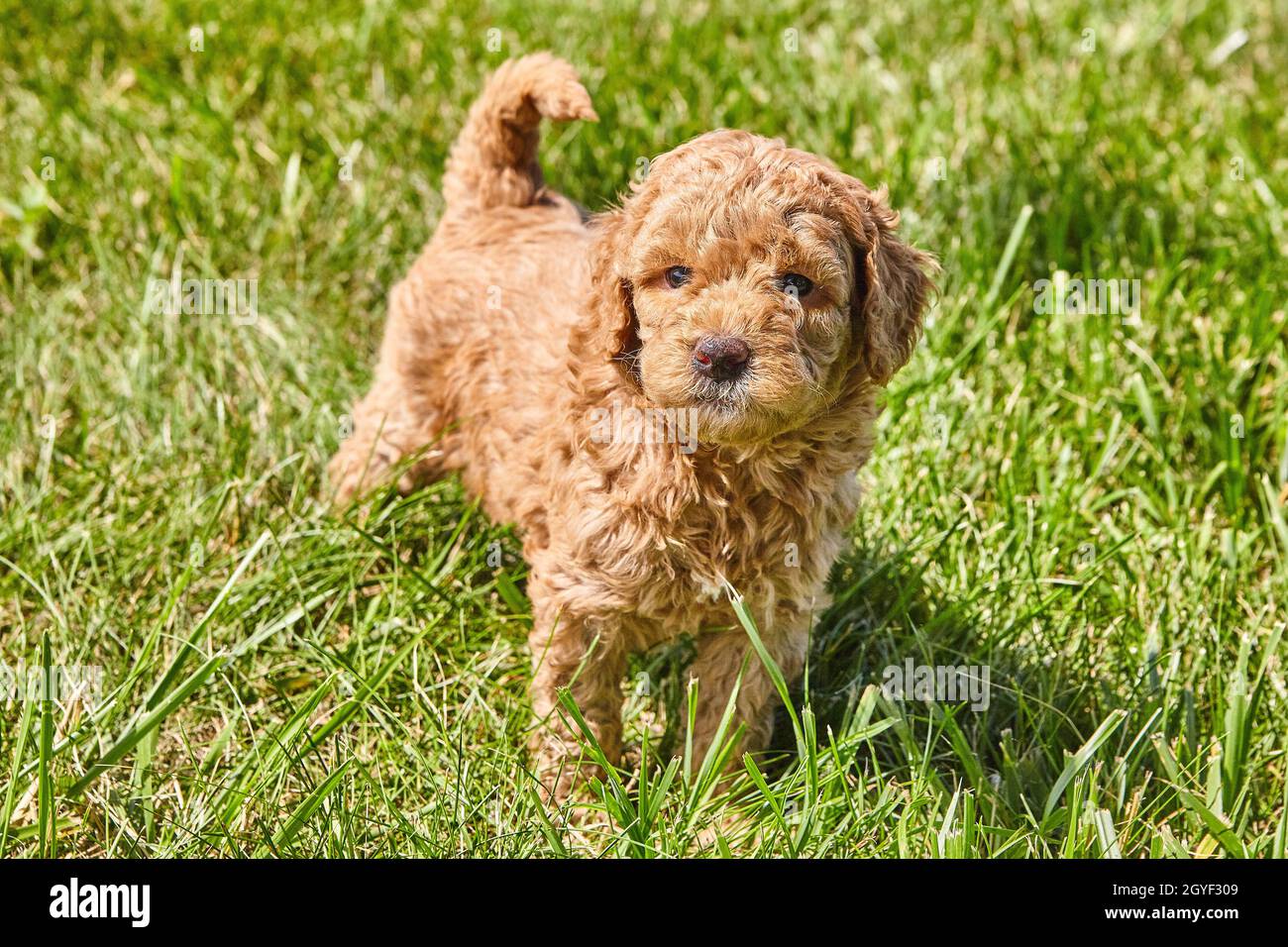 Cucciolo di Goldendoodle che ti guarda in erba Foto Stock