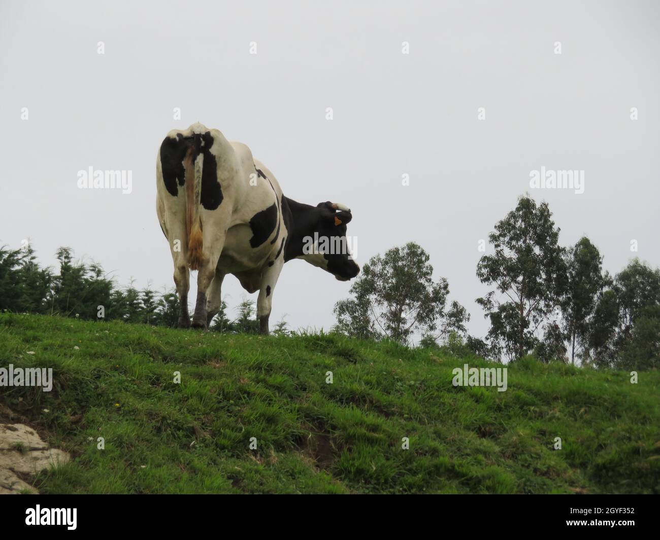 belle mucche prati pascolo animali erbivori fattoria Foto Stock