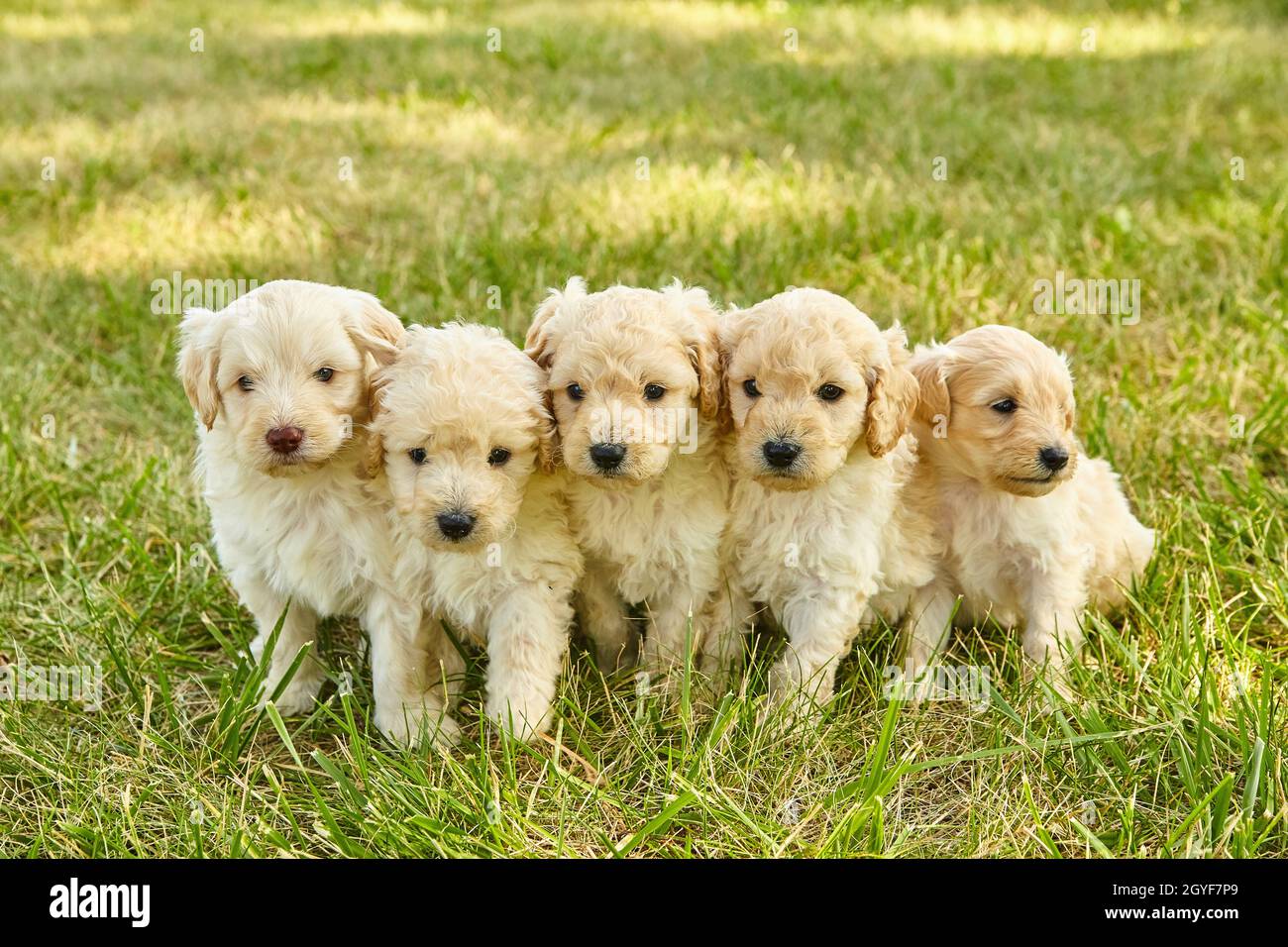 Cucciolata di adorabili cuccioli di Goldendoodle bianco in erba Foto Stock