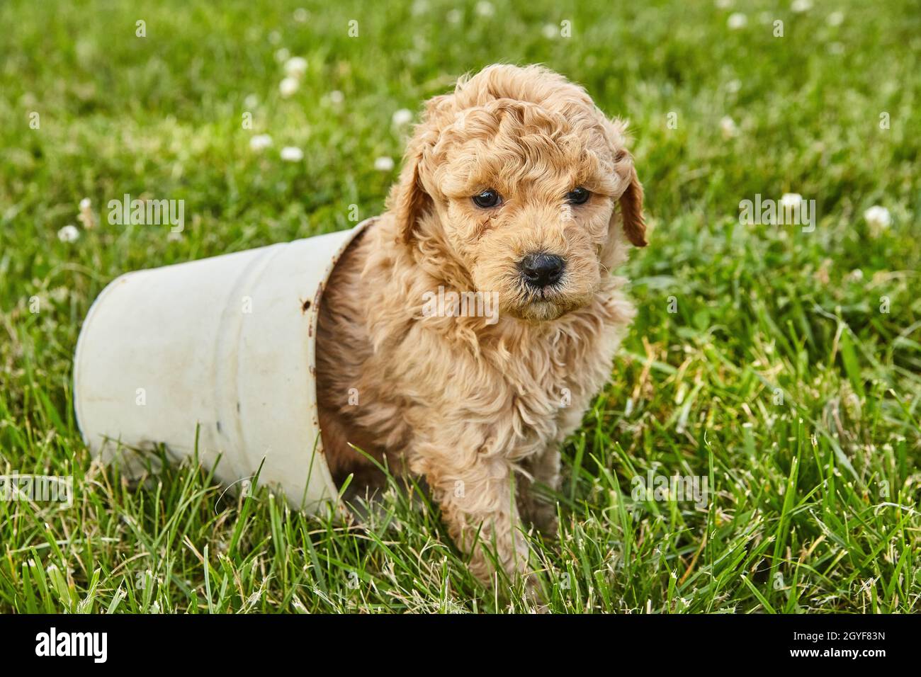 Adorabile cucciolo di Goldendoodle seduto all'interno di un piccolo vaso Foto Stock