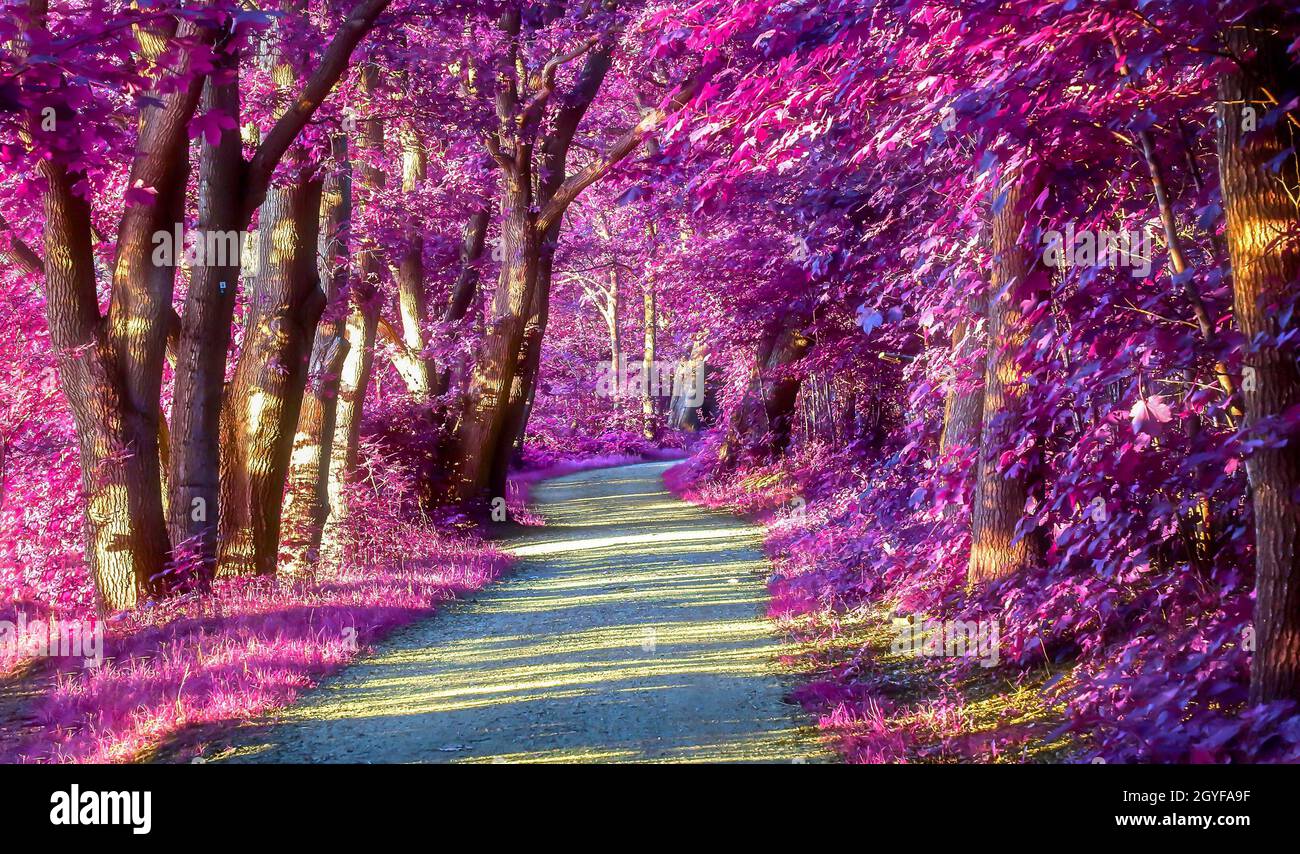 Bellissimo panorama a infrarossi rosa e viola di un paesaggio di campagna con un cielo blu. Foto Stock