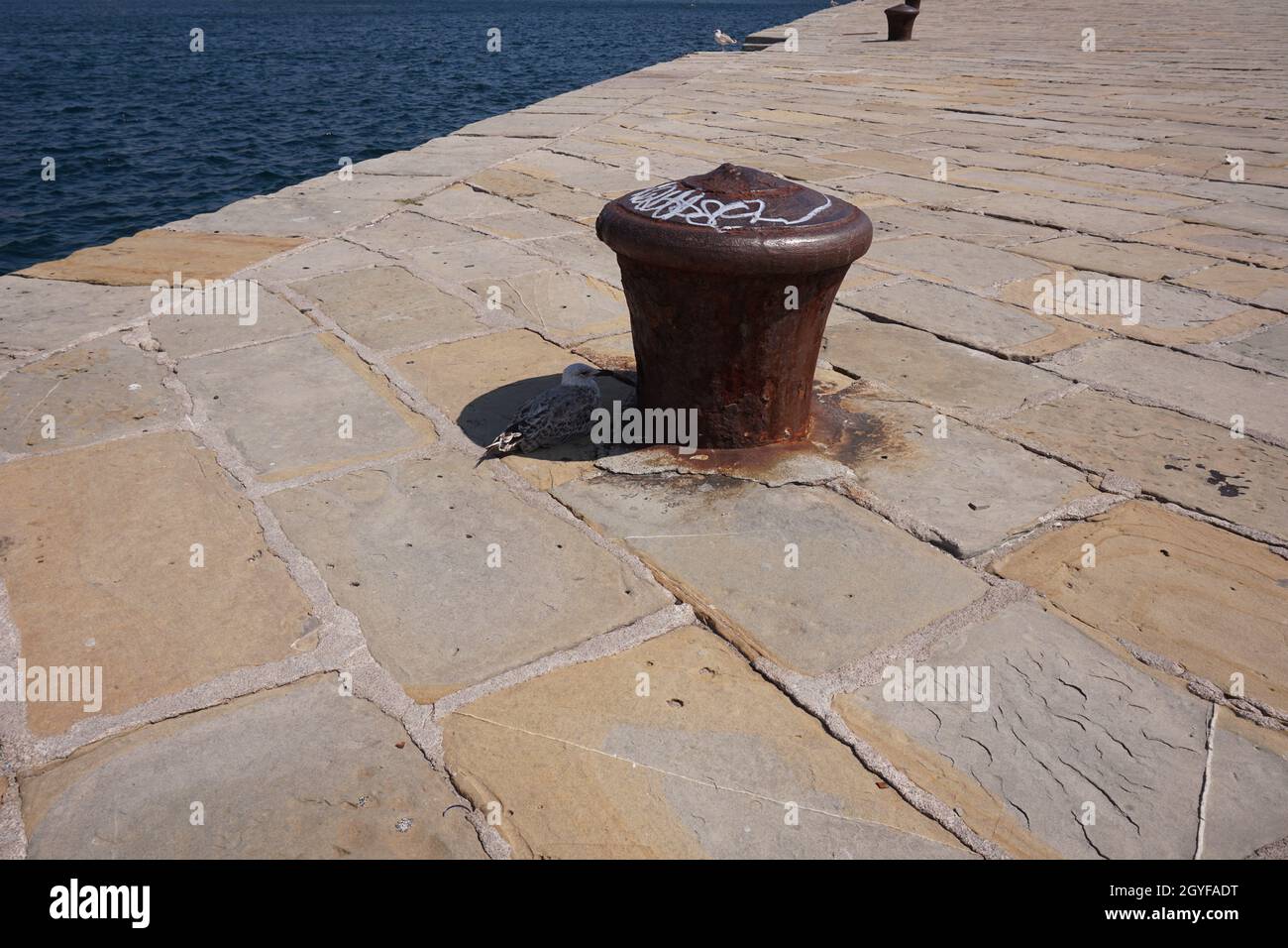 Seagull dormire all'ombra nella calda estate di Trieste, Italia 2020 Foto Stock