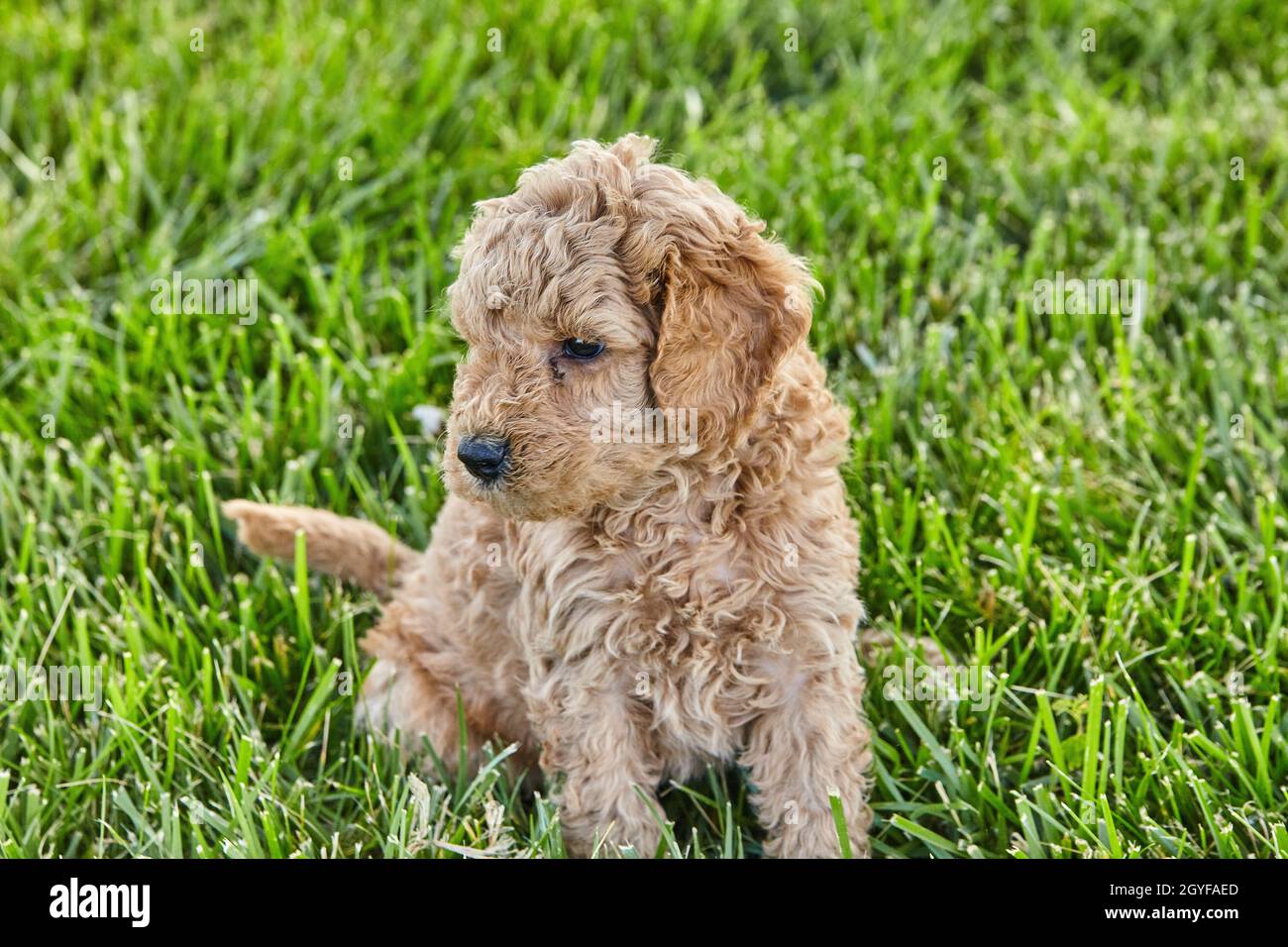Carino cucciolo di Goldendoodle seduto in erba Foto Stock