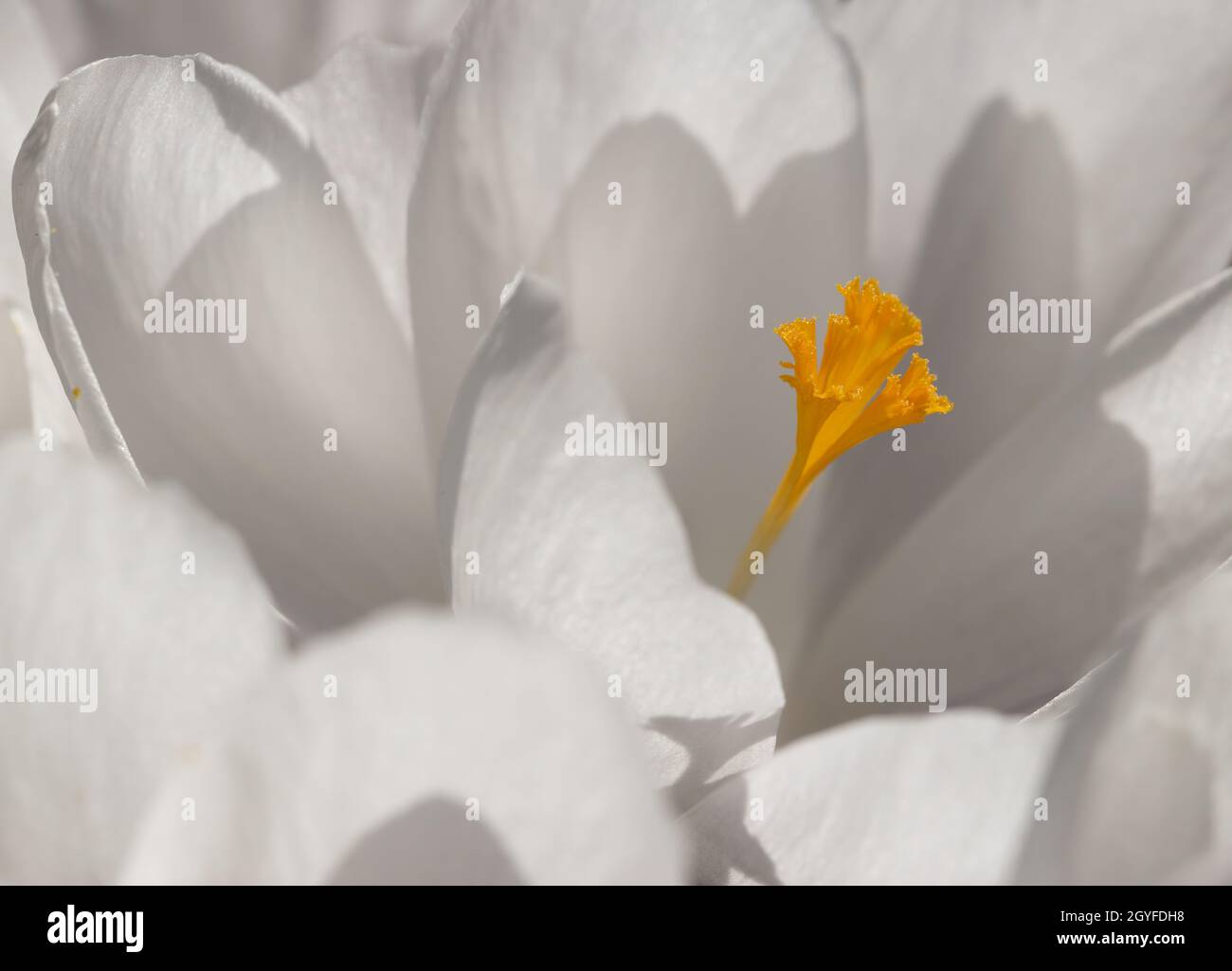 Macro immagine di fiore bianco di croco. Foto Stock