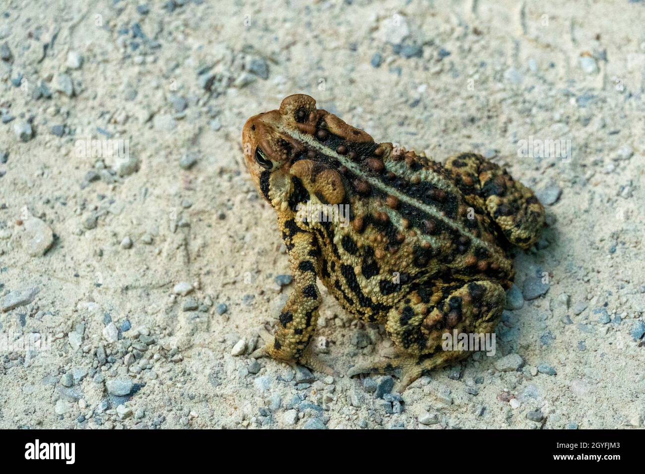 Foresta, colorato rospo saltato lungo la strada forestale Foto Stock