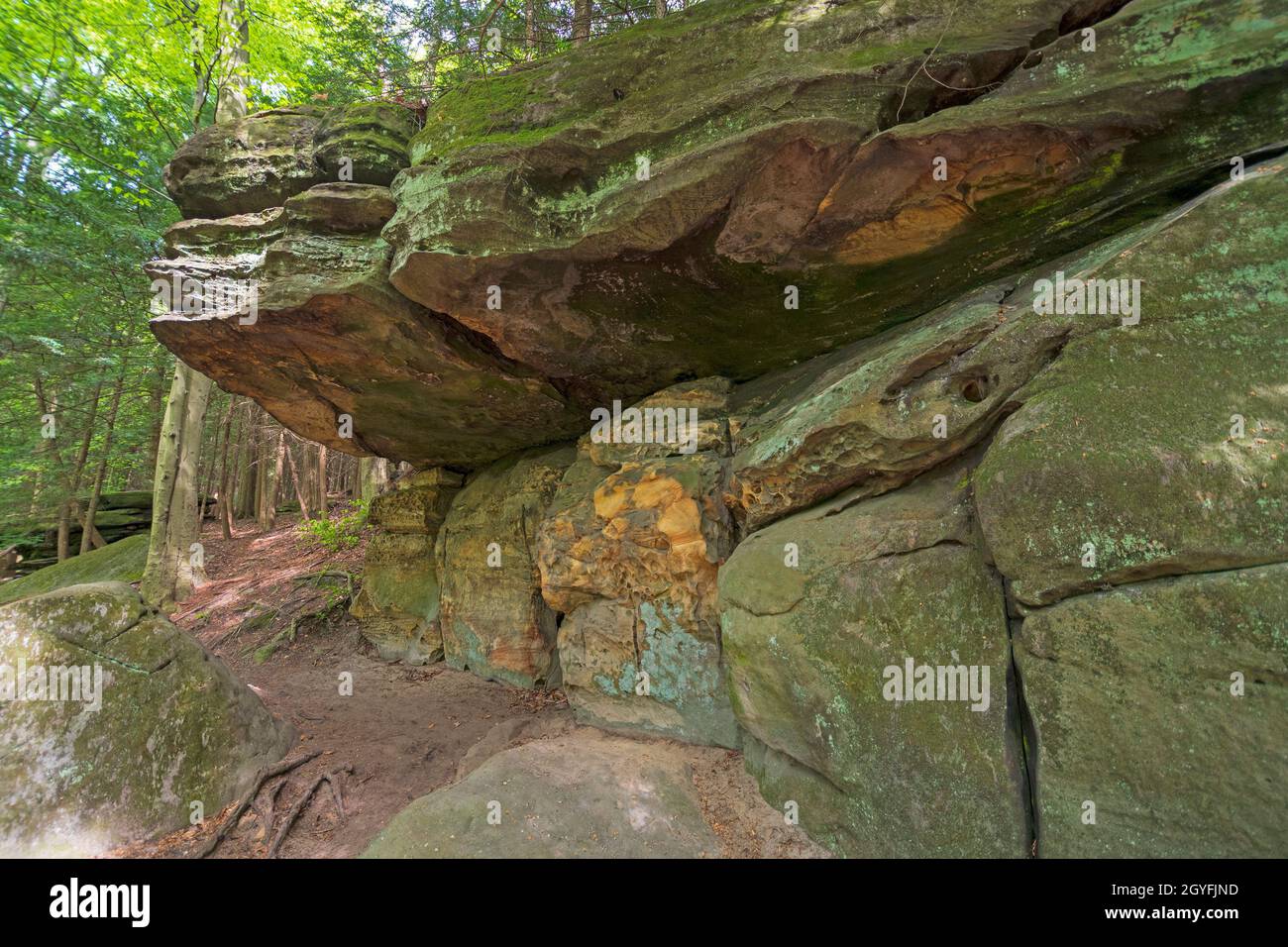 Arenaria sovrahang Hiding nella foresta nel Cuyahoga Valley National Park in Ohio Foto Stock