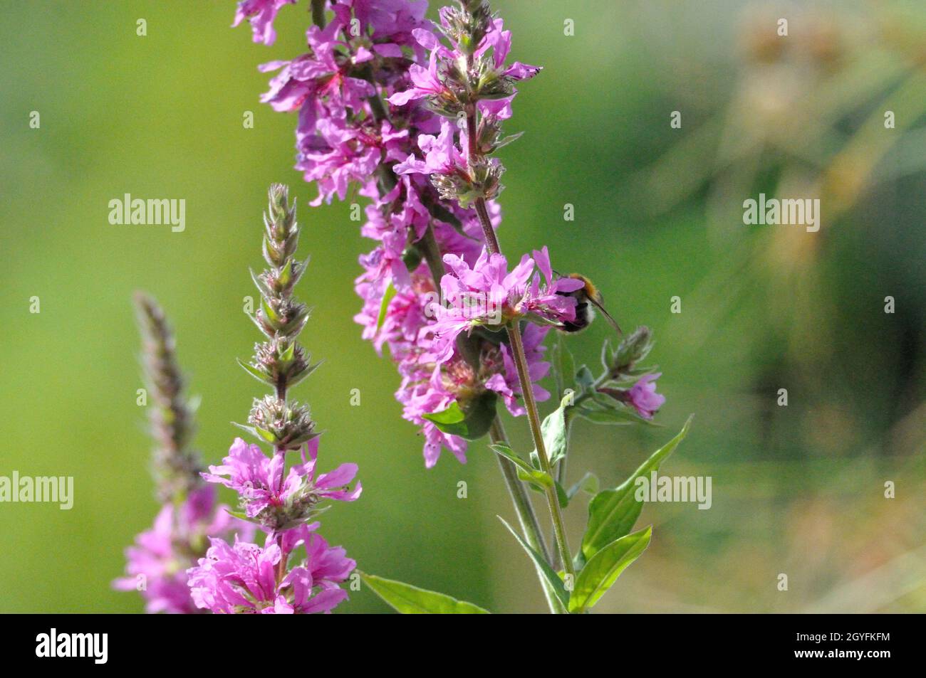 Gewöhnlicher Blutweiderich (Lythrum salicaria) im Garten an einem künstlichen Gartenteich lädt Insekten (hier Bienen) zum Naschen ein. - perde viola Foto Stock