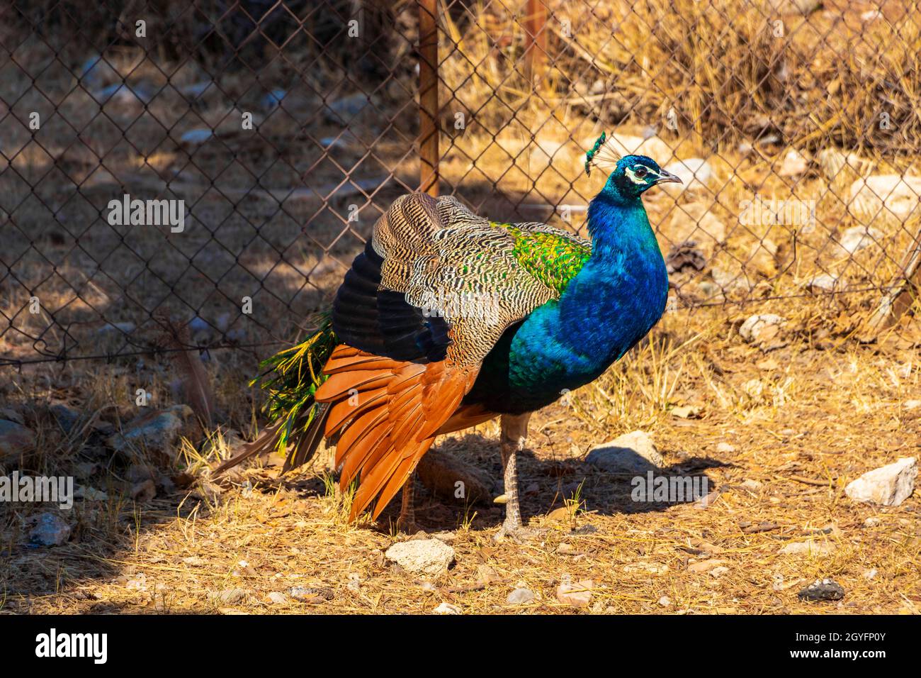Bellissimo colorato elegante uccello animale pavone in Ialysos Rodi Grecia. Foto Stock