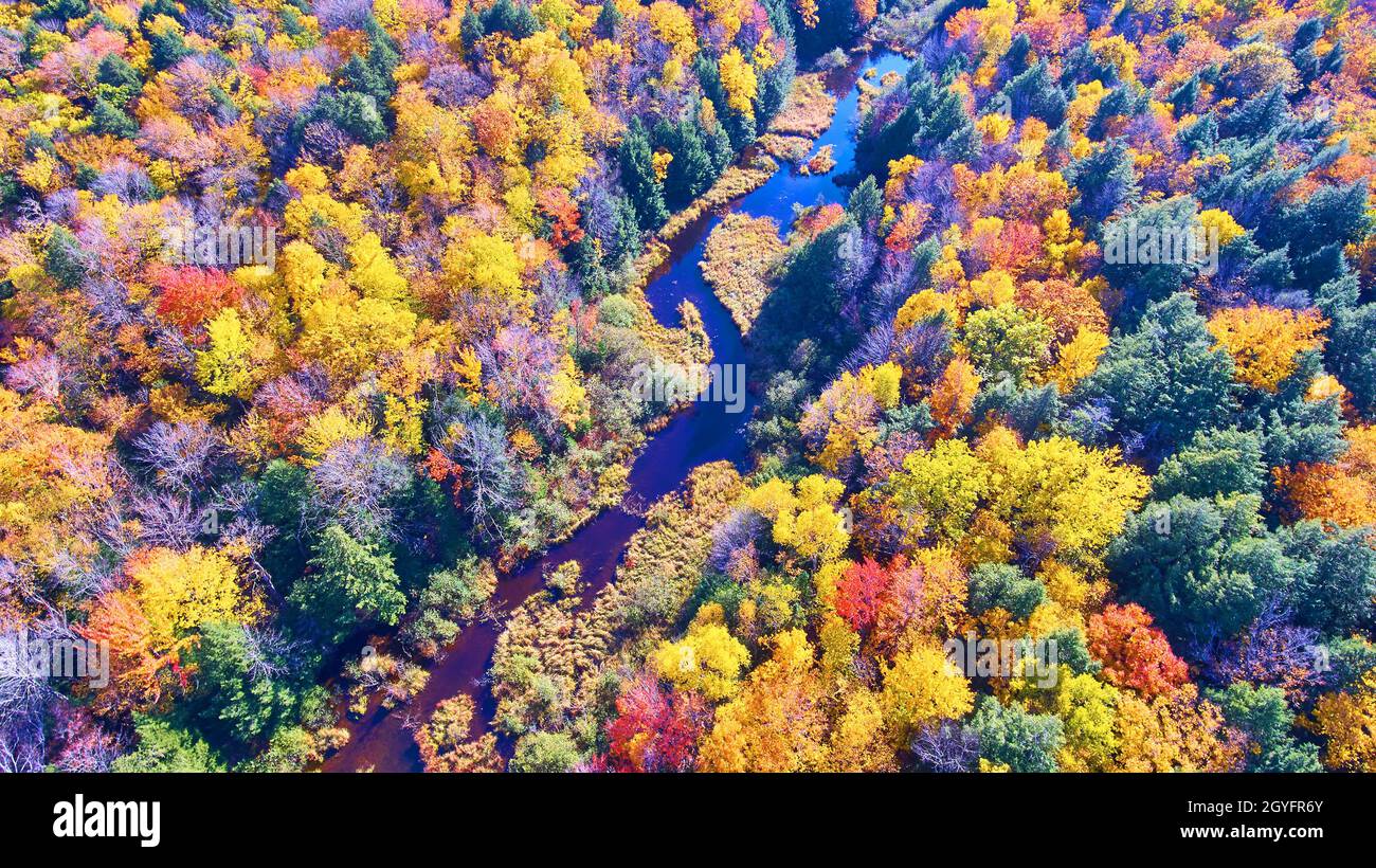 Vibrante ora d'oro per alberi di caduta antenna di un fiume tortuoso attraverso una foresta Foto Stock