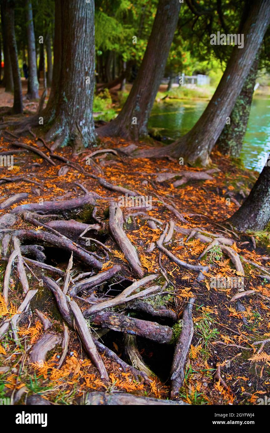 Radici dell'albero visibili sul pavimento della foresta con buchi scuri nella terra Foto Stock