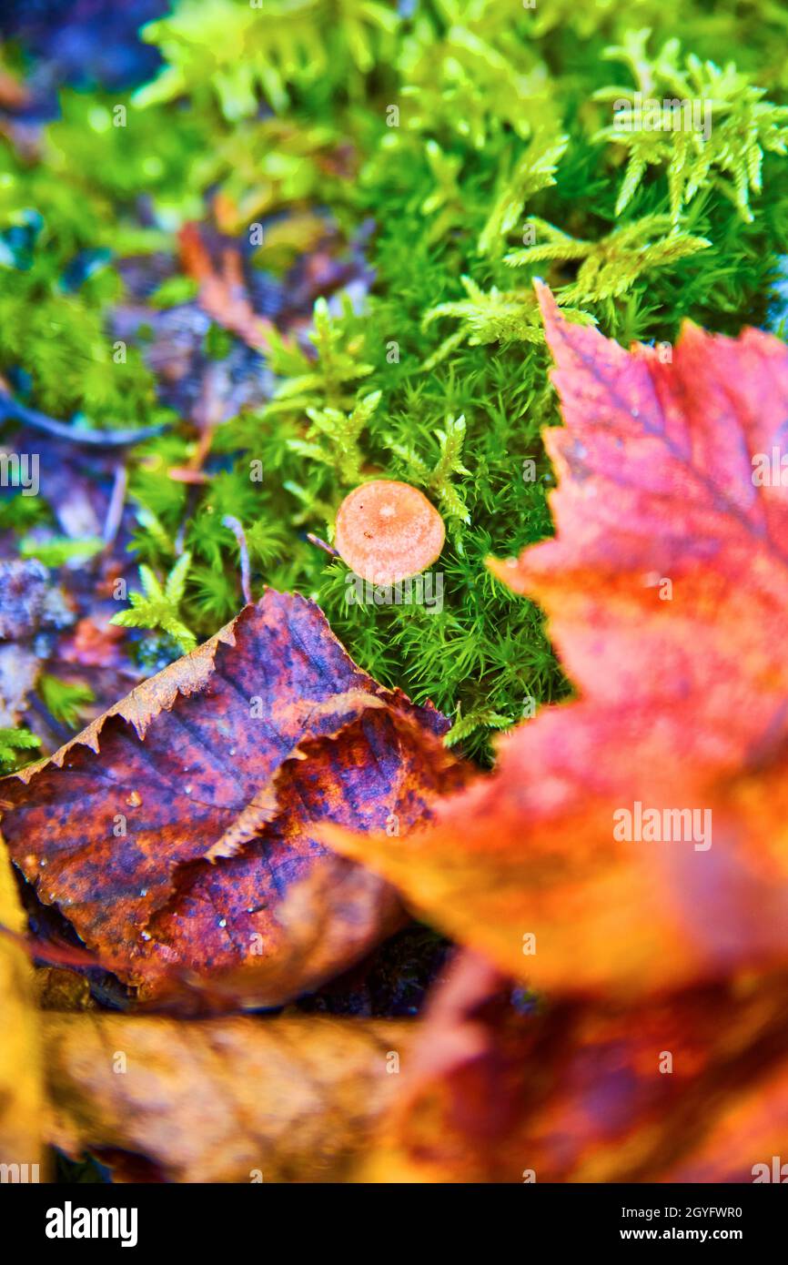 Piccolo fungo nascosto da muschio e viola rosso arancio e marrone caduta foglie Foto Stock