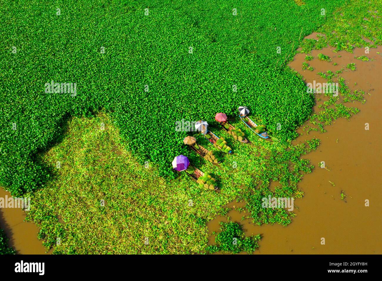 Area specializzata nella coltivazione di giacinto d'acqua per fare artigianato a Hau Giang, Foto Stock