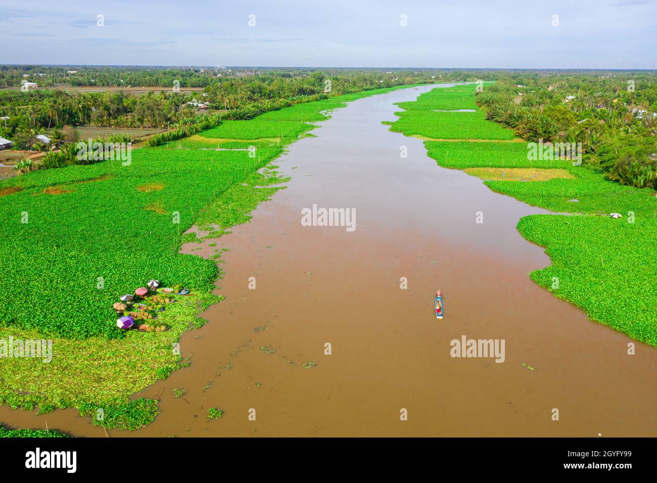 Area specializzata nella coltivazione di giacinto d'acqua per fare artigianato a Hau Giang, Foto Stock