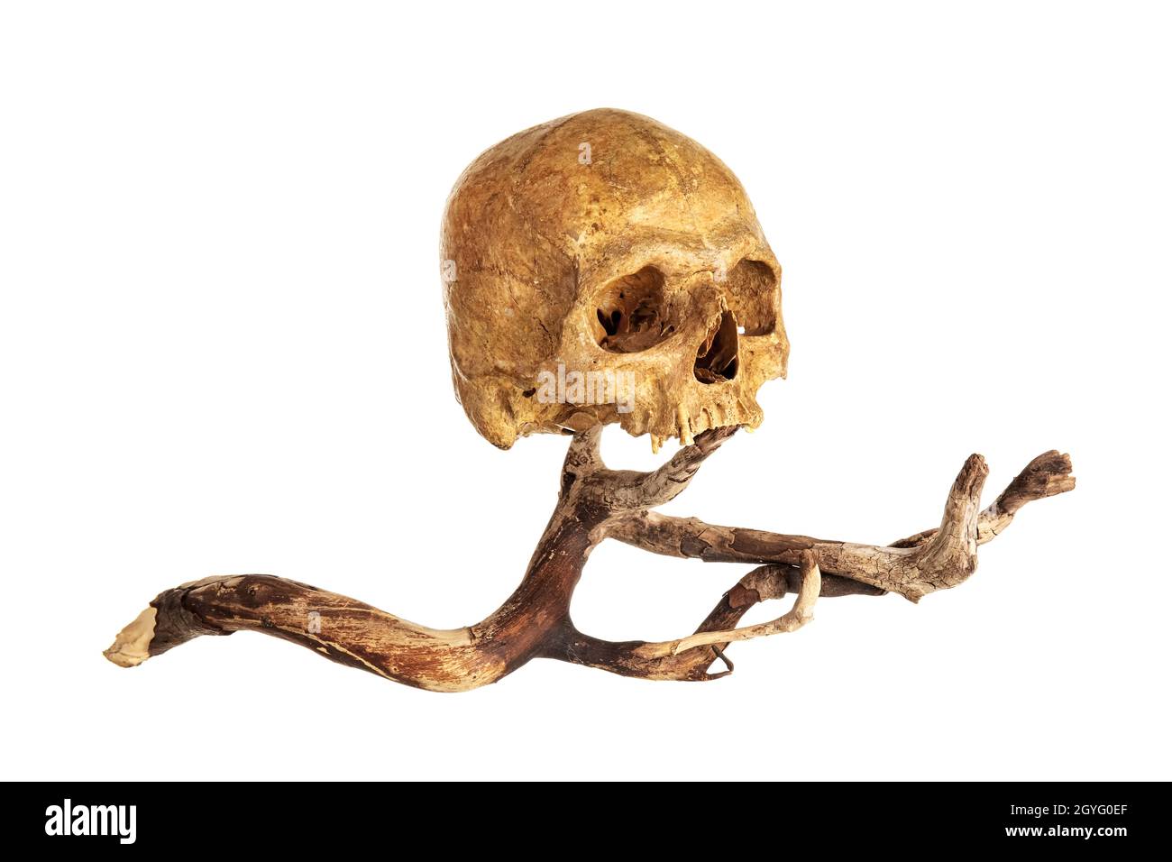 Cranio umano con ramo d'albero su sfondo bianco Foto Stock