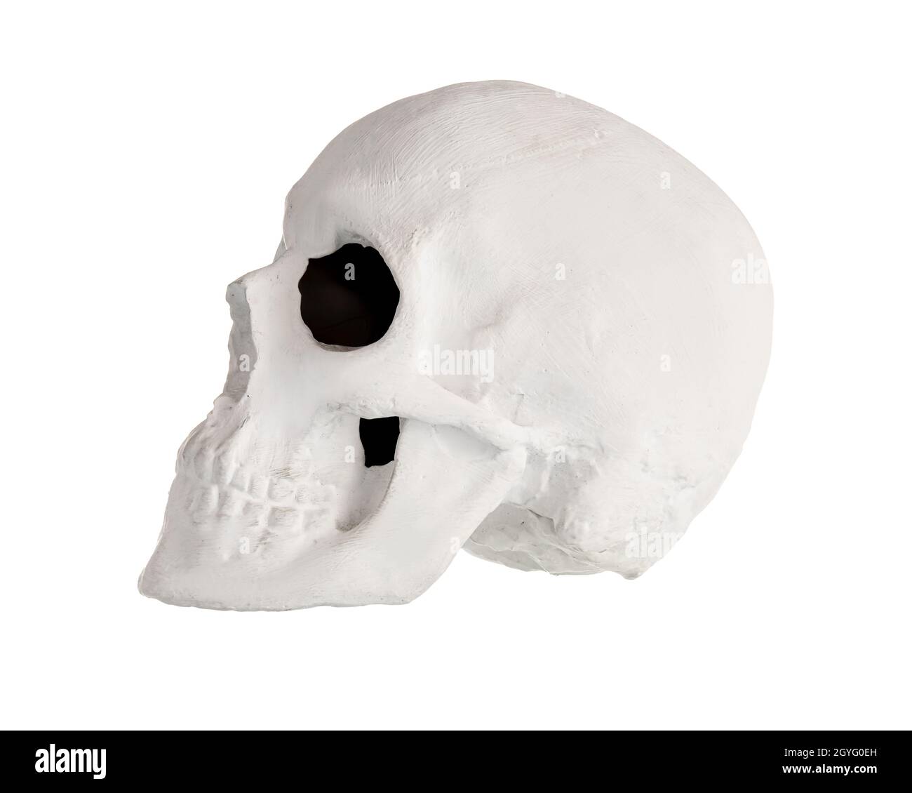 Cranio umano su sfondo bianco Foto Stock