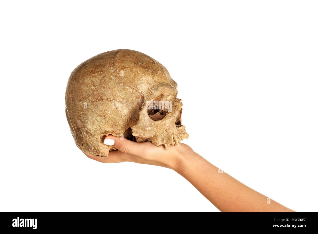Mano femminile con cranio umano su sfondo bianco Foto Stock