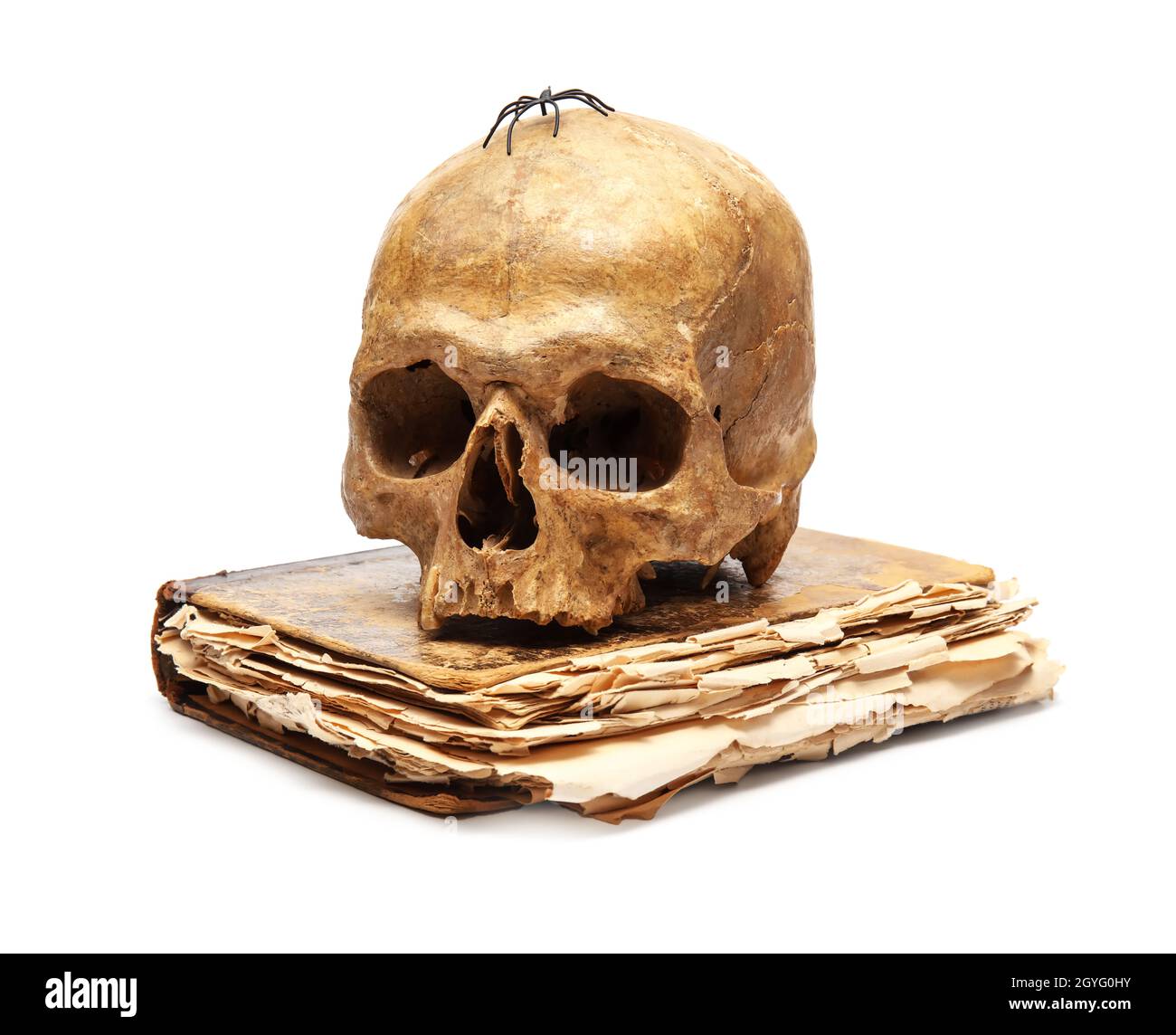 Cranio umano con vecchio libro su sfondo bianco Foto Stock