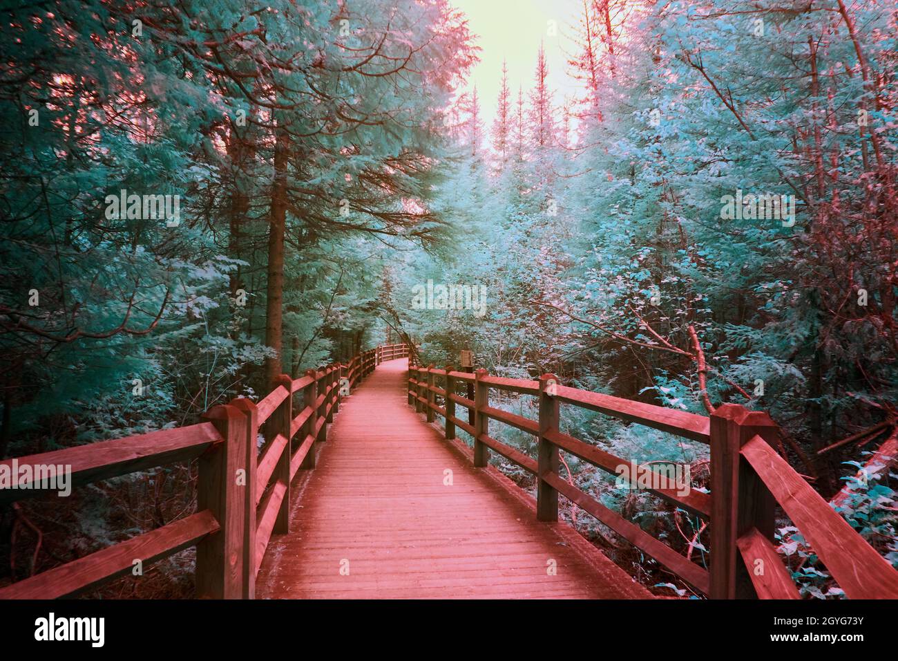 Percorso in legno rosso nella foresta infrarossa di verde teal Foto Stock