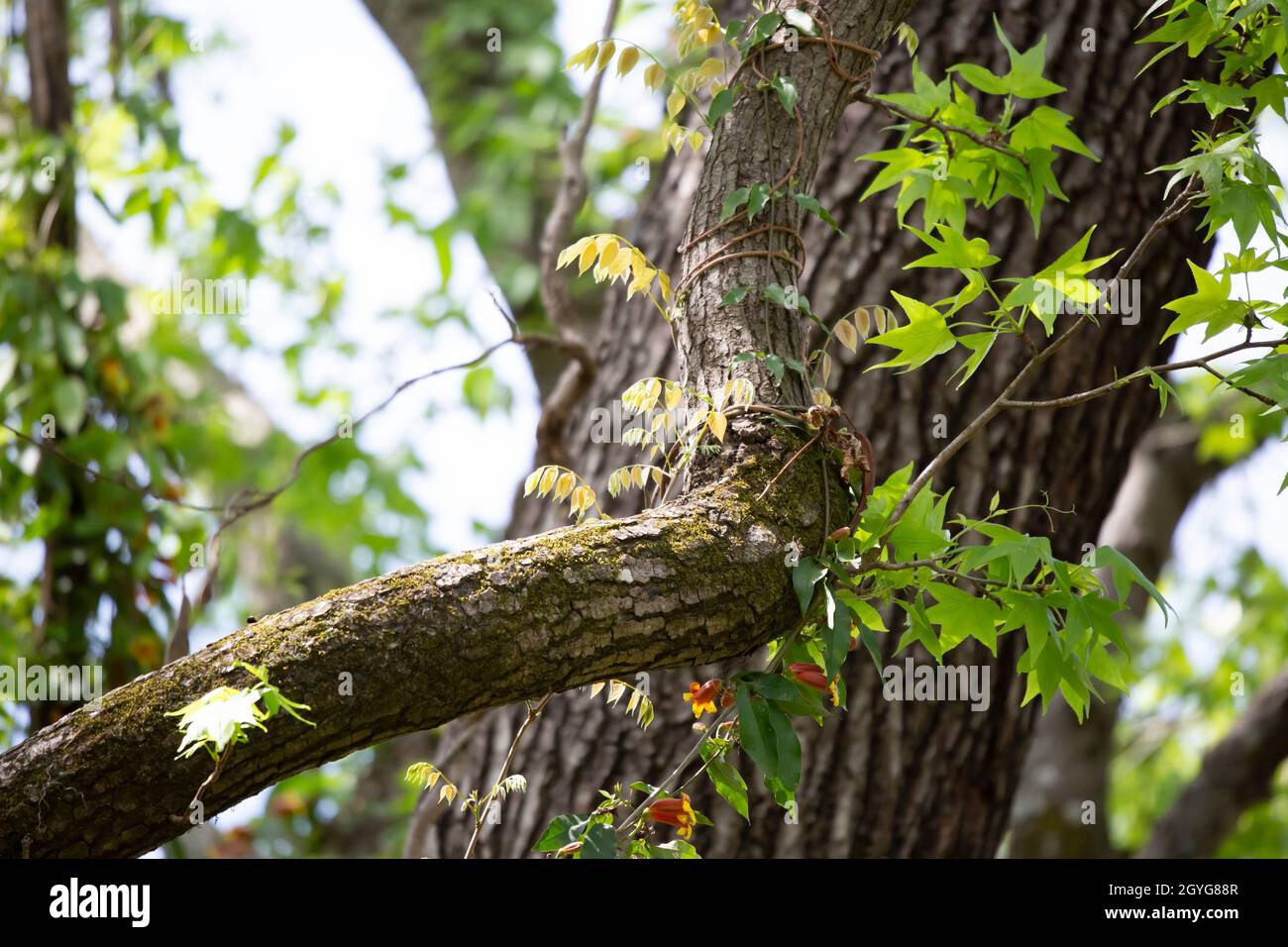 Vite con foglie gialle che si avvolge su un arto di albero Foto Stock