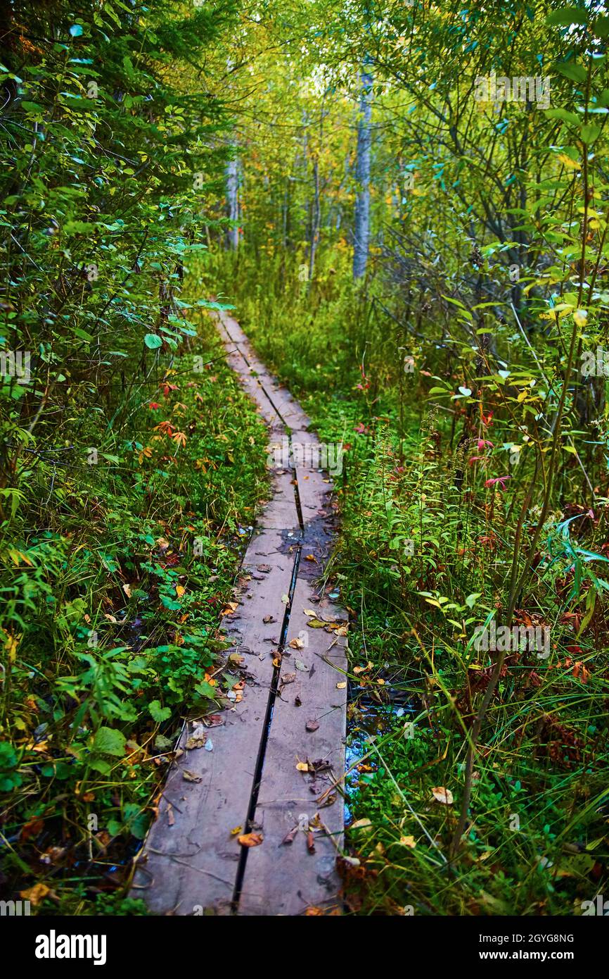 Passerella semplice a due assi attraverso la crescita eccessiva in una foresta Foto Stock
