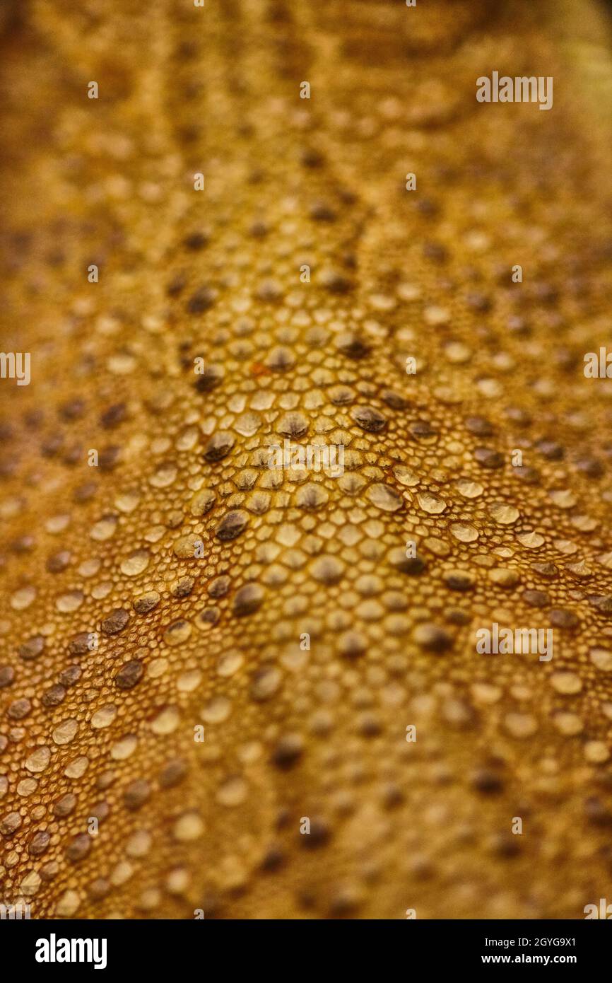 Pelle di lucertola macchiata con macchie marroni e marroni scuri Foto Stock