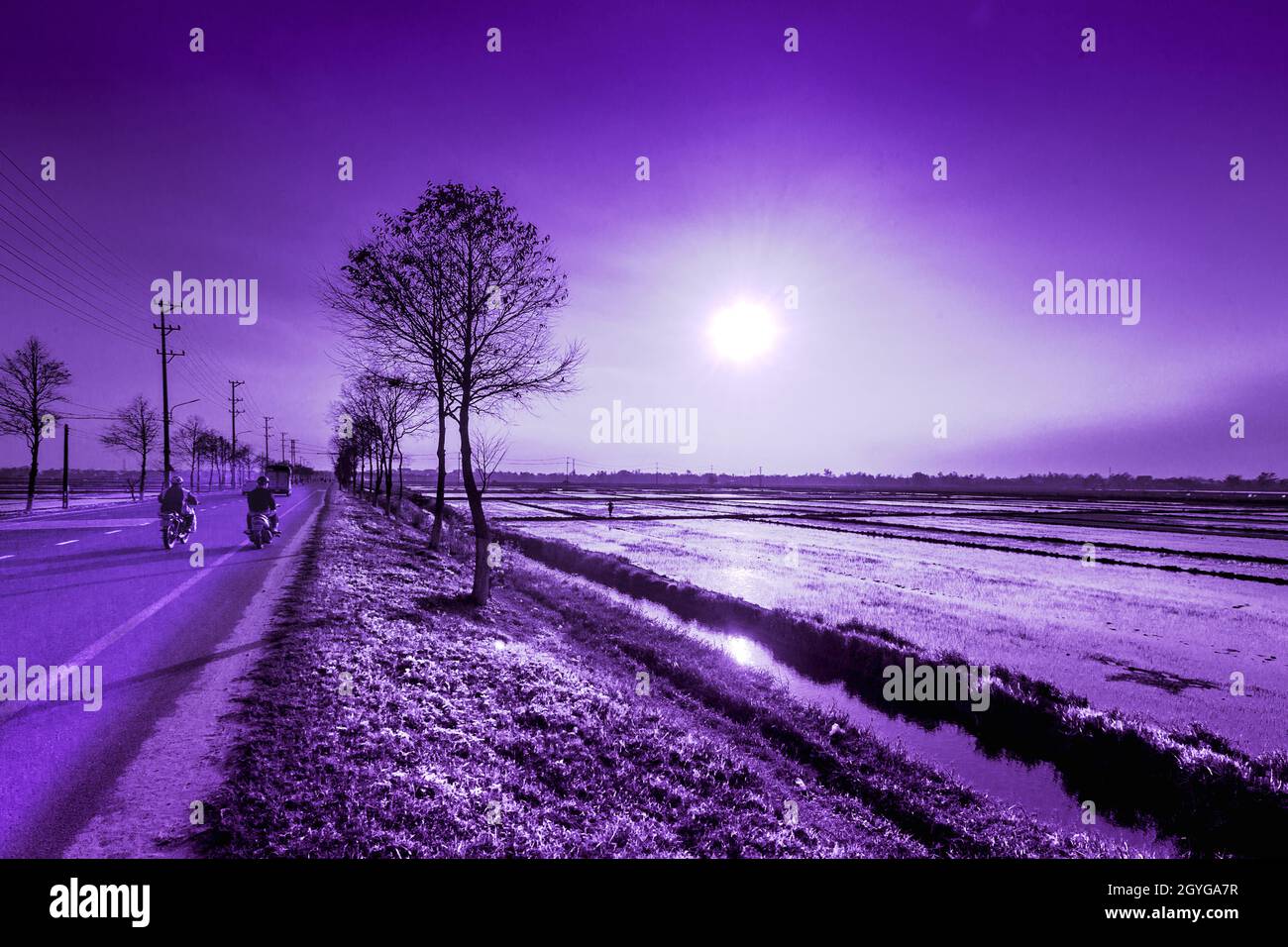 Sole basso su un campo di riso accanto ad un fosso di irrigazione e autostrada con moto su di esso. Immagine a toni. Foto Stock