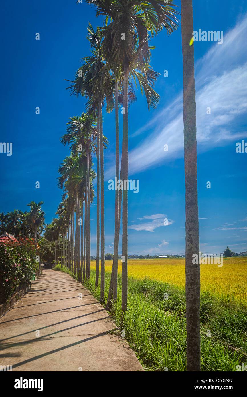 Formato verticale di alte palme che costeggiano la strada accanto ai campi di riso dorato pronti per la raccolta a Hoi An, Vietnam. Foto Stock