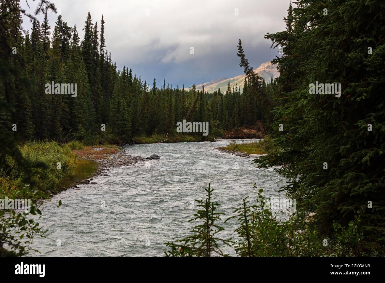 RILEY CREEK è vicino a un campeggio all'ingresso del DENALI NATIONAL PARK, ALASKA Foto Stock