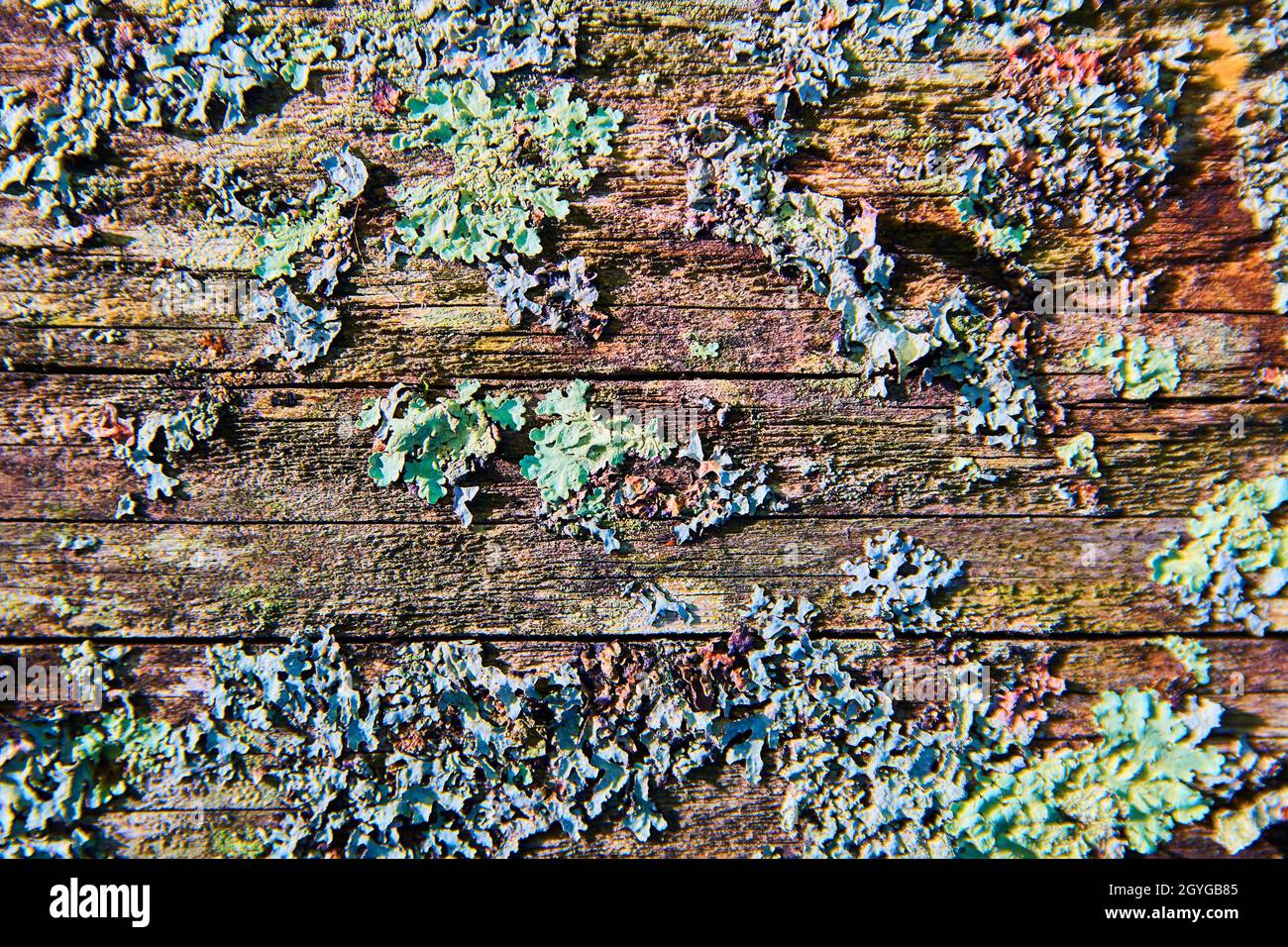 Vecchi assi di legno a terrazze con licheni e legno multicolore Foto Stock
