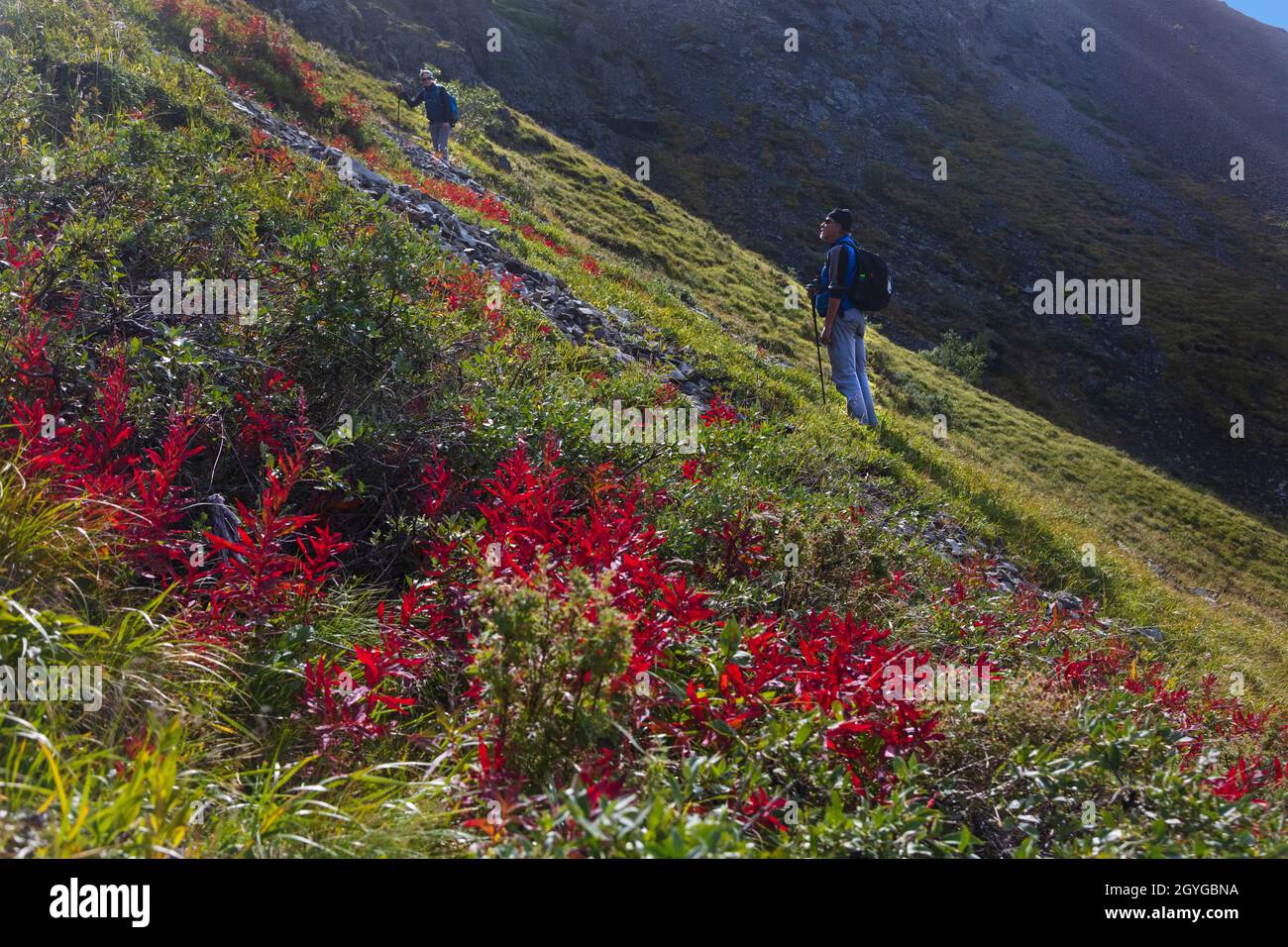 Escursioni nella CATENA MONTUOSA DELL'ALASKA nel DENALI NATIONAL PARK, ALASKA Foto Stock
