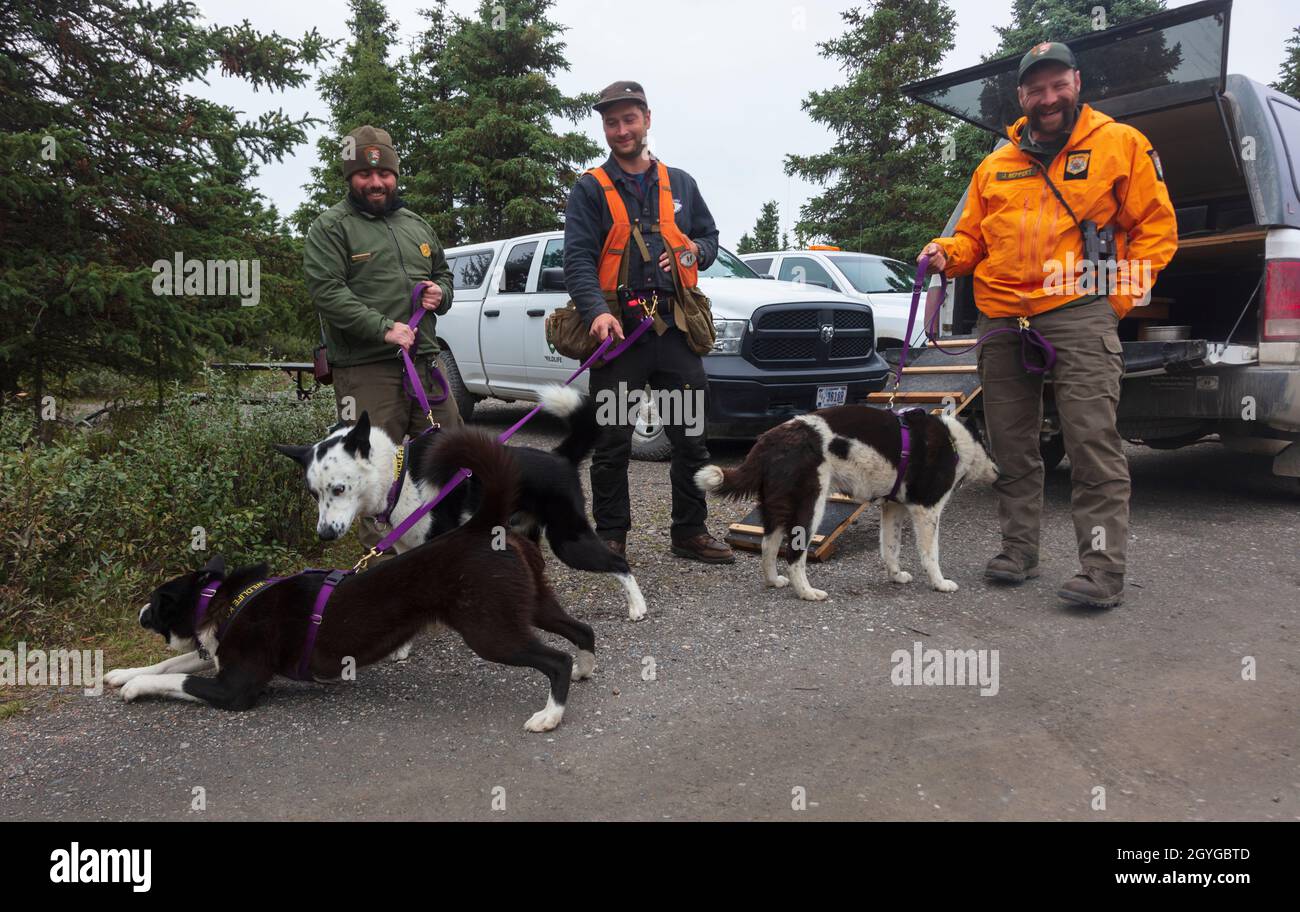 I cani finlandesi dell'orso KARELIAN ed i loro handlers mantengono le grizzlies lontano dai campeggi al CAMPEGGIO DI FIUME di TEKLANIKA - DENALI, PARCO NAZIONALE, ALASKA Foto Stock