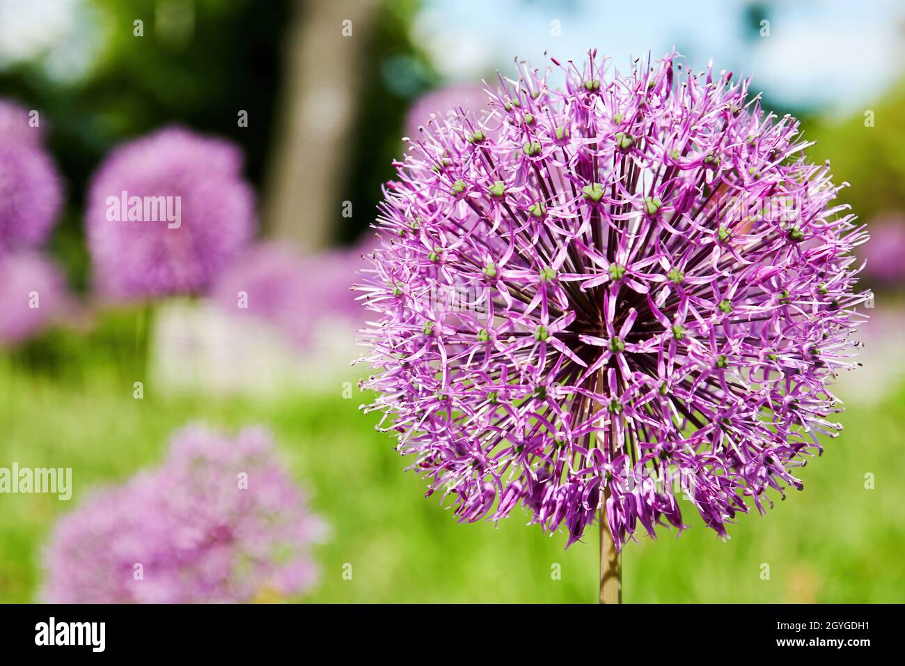 Vista ravvicinata del germoglio di fiori di echinops in fiore rosa. Piante selvatiche e background naturali Foto Stock