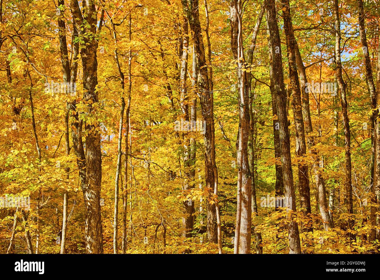 Foresta gialla con pezzetti di verde e un cielo azzurro pallido che pica attraverso Foto Stock