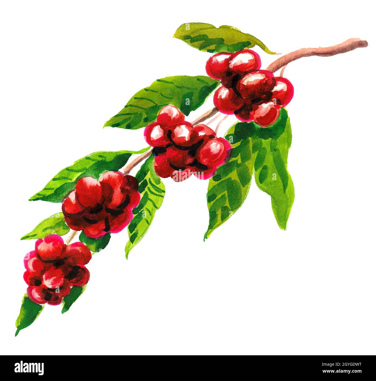 Chicchi di caffè rossi su un ramo di albero. Disegno di inchiostro e acquerello Foto Stock
