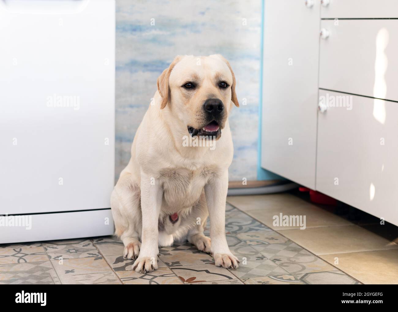 cane grande e bianco seduto a casa. Animale in attesa della sua cena. Stanza luminosa piena di luce Foto Stock