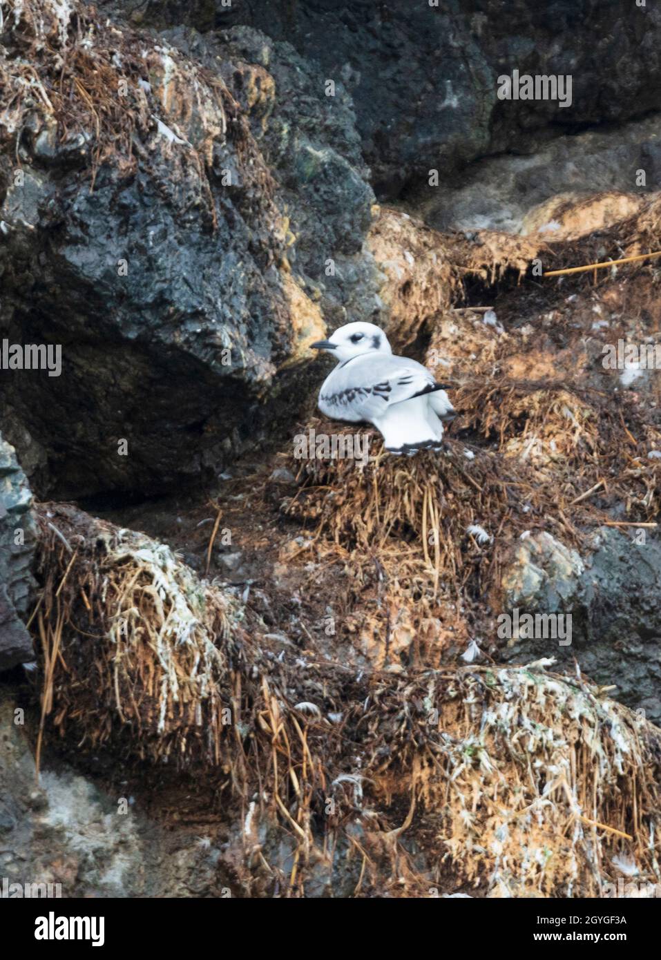 Nesting gabbiani glaucous (L. Hyperboreus) su una roccia in RESSUREZIONE BAY vicino A SEWARD, ALASKA Foto Stock