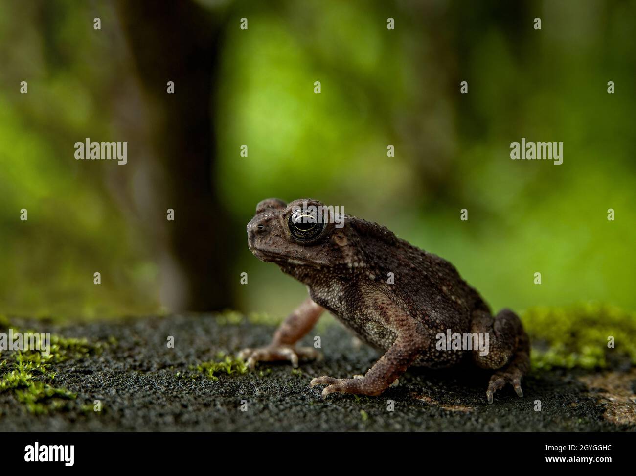 Immagine macro grandangolare con diffusore flash di una bella rana seduta su una foglia nel suo habitat naturale Foto Stock