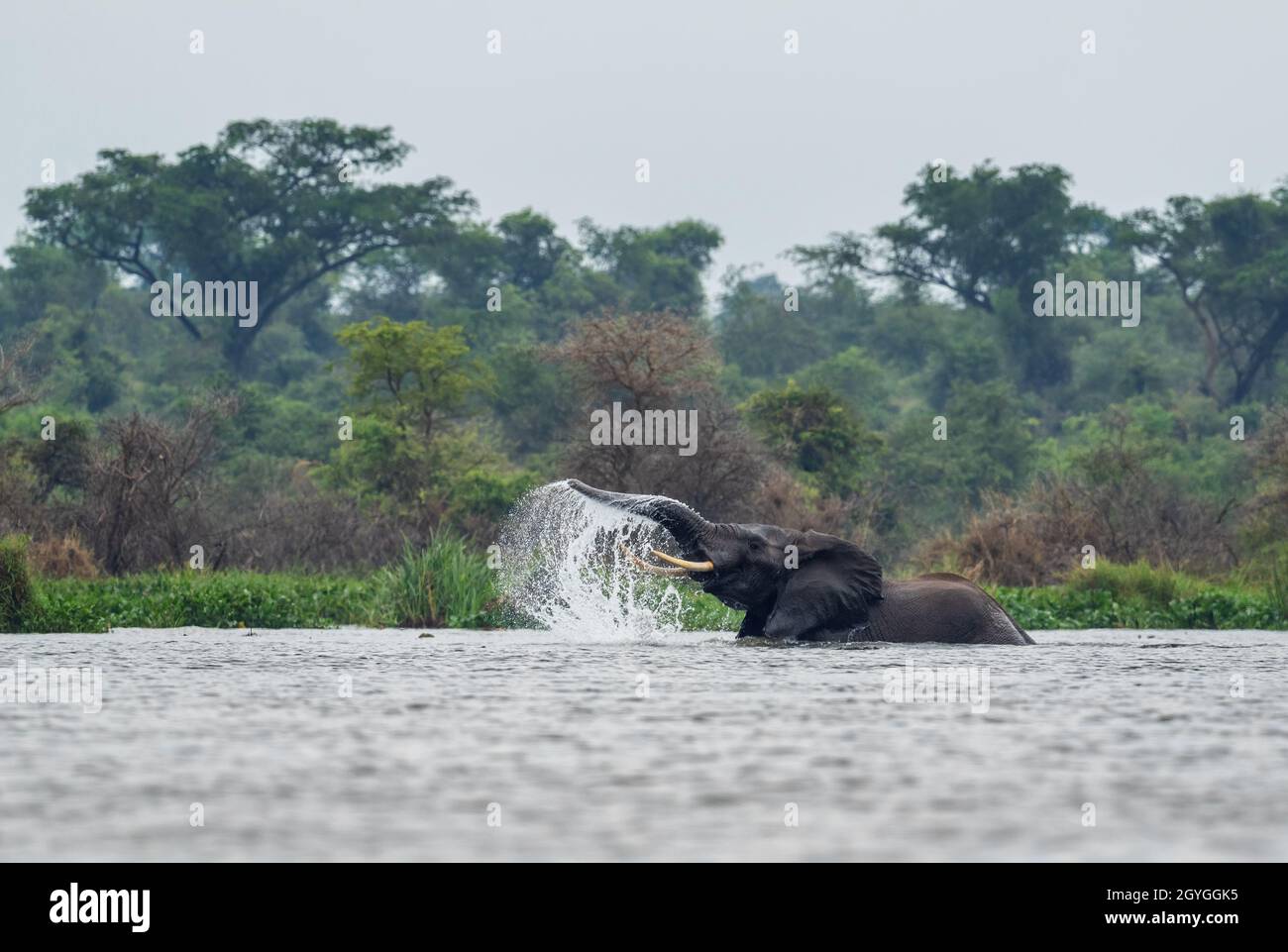 African Bush Elephant - Loxodonta africana, membro iconico dei Big Five africani, Murchison Falls, Uganda. Foto Stock