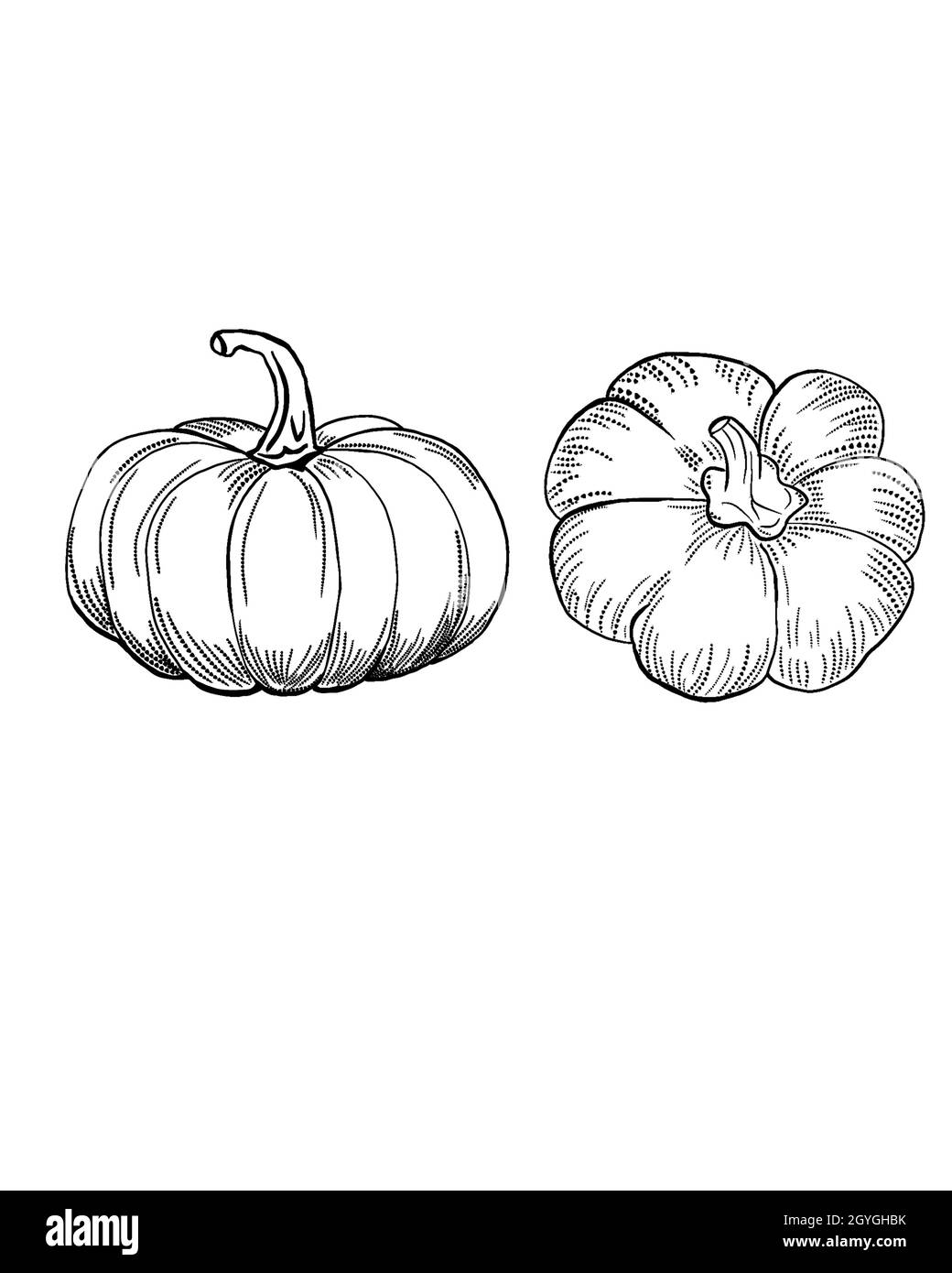 disegno dettagliato di una zucca su sfondo bianco isolato. simbolo del giorno del ringraziamento Foto Stock
