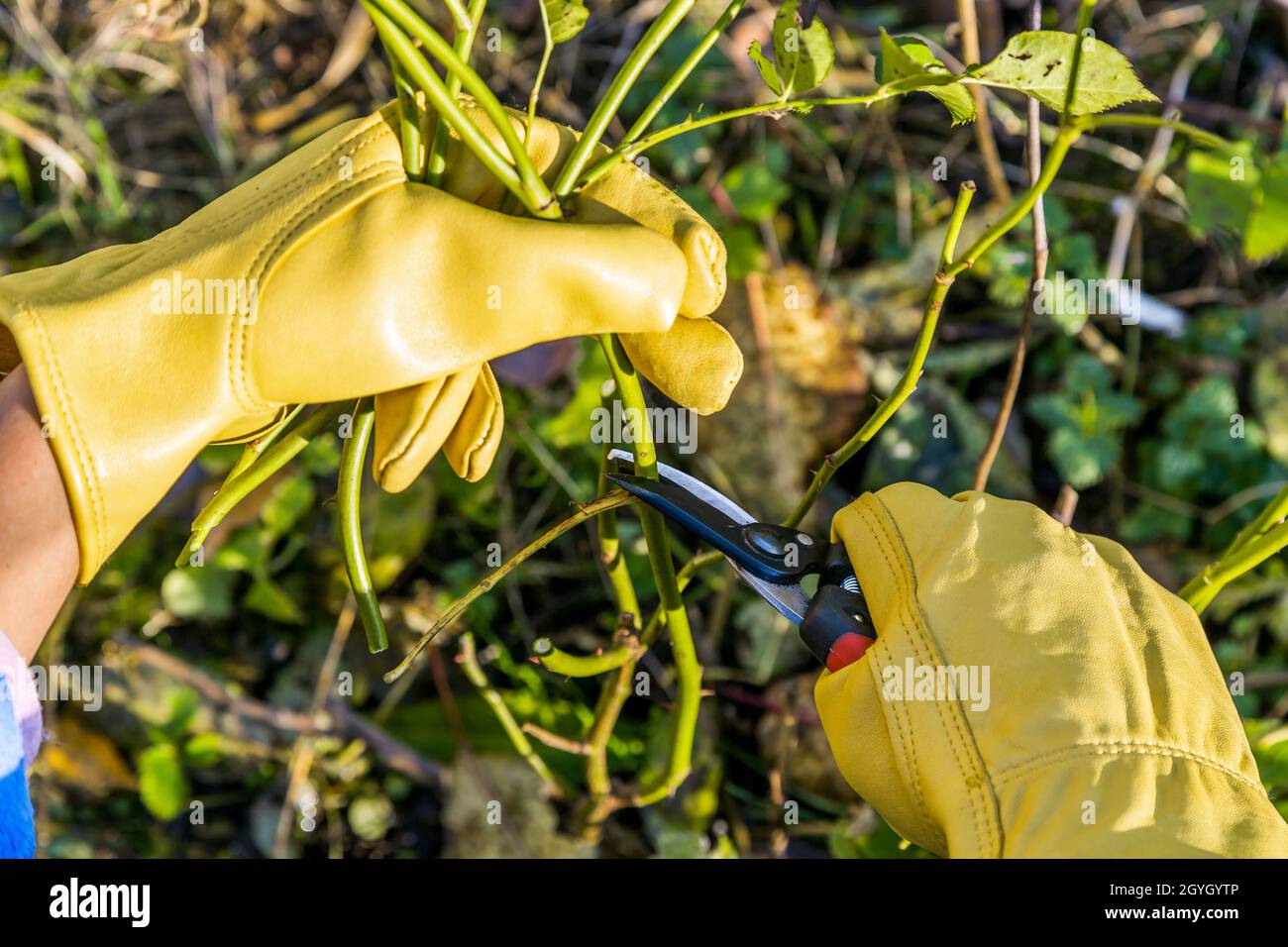 Potatura cespugli di rosa in autunno. La potatrice nelle mani del giardiniere. Foto Stock